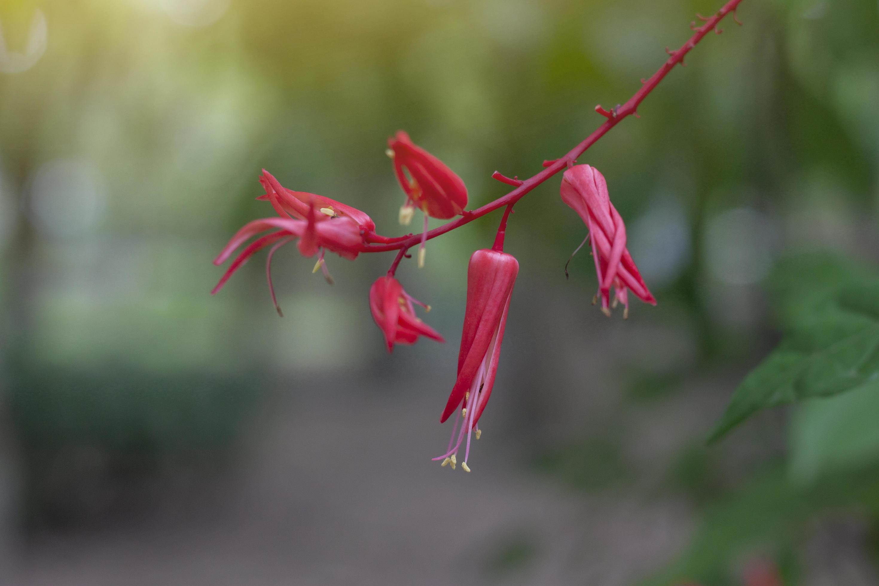 Red flower of Bitterwood or Quassia is Thai herb. The properties of the root is to help fever and aid digestion. Stock Free