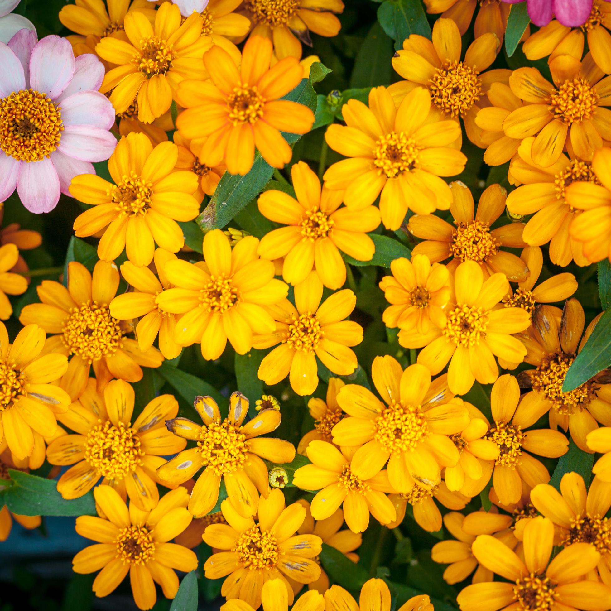 Beautiful yellow Narrowleaf Zinnia or Classic Zinnia flowers, background. Stock Free