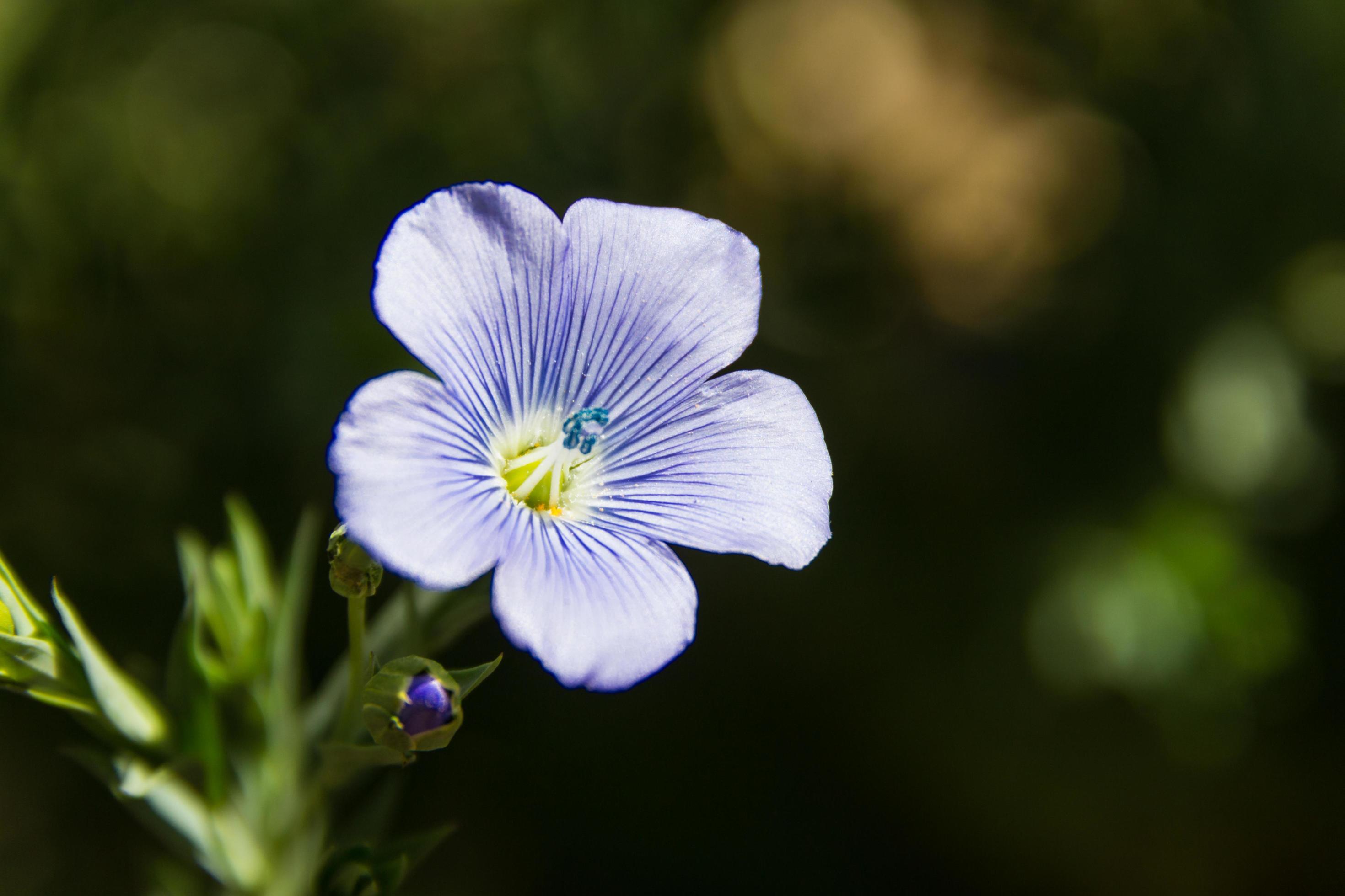 detail of the flax flower in the garden Stock Free