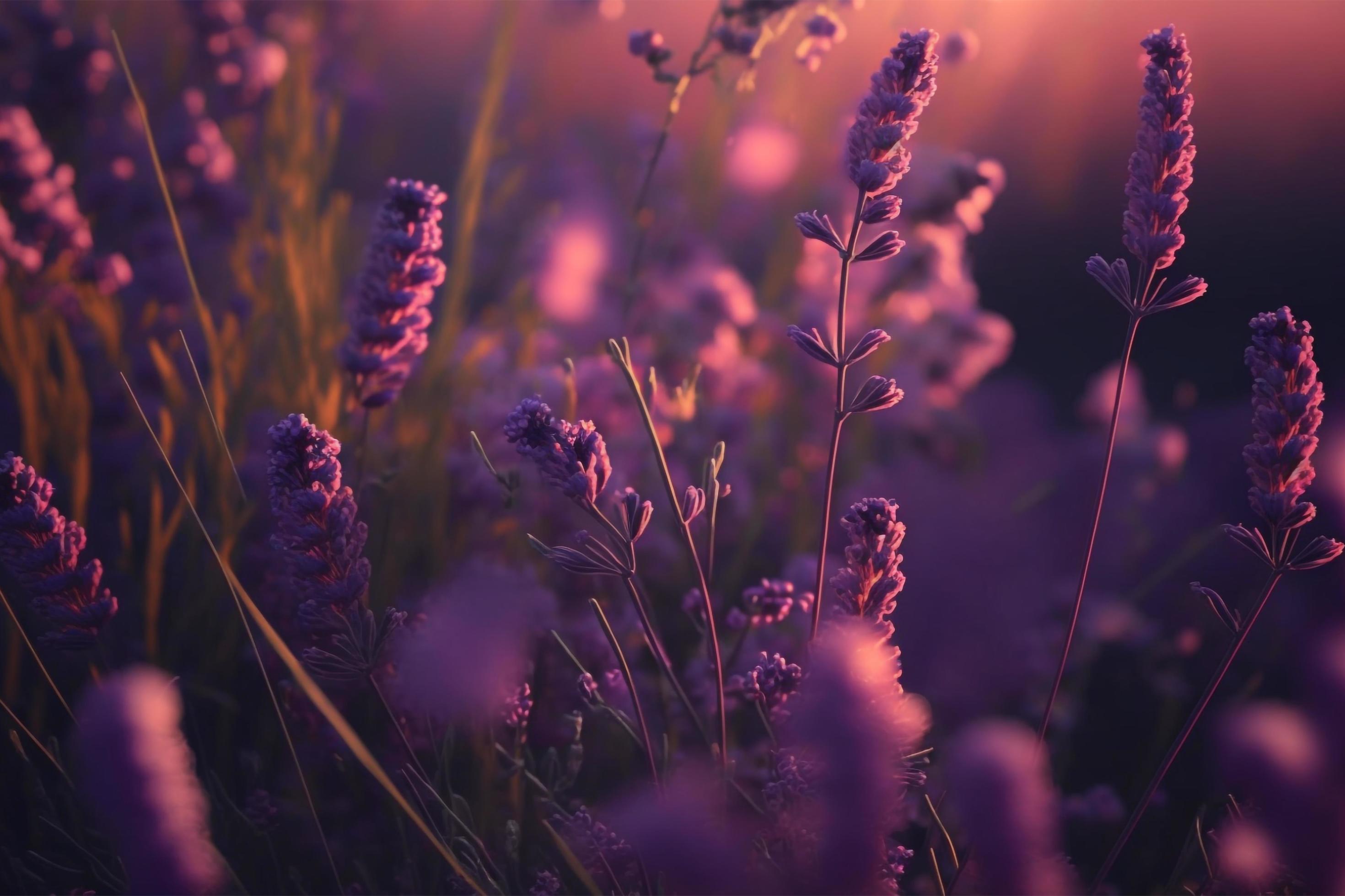 
									Blooming flagant lavender flowers on a field, closeup violet background Stock Free