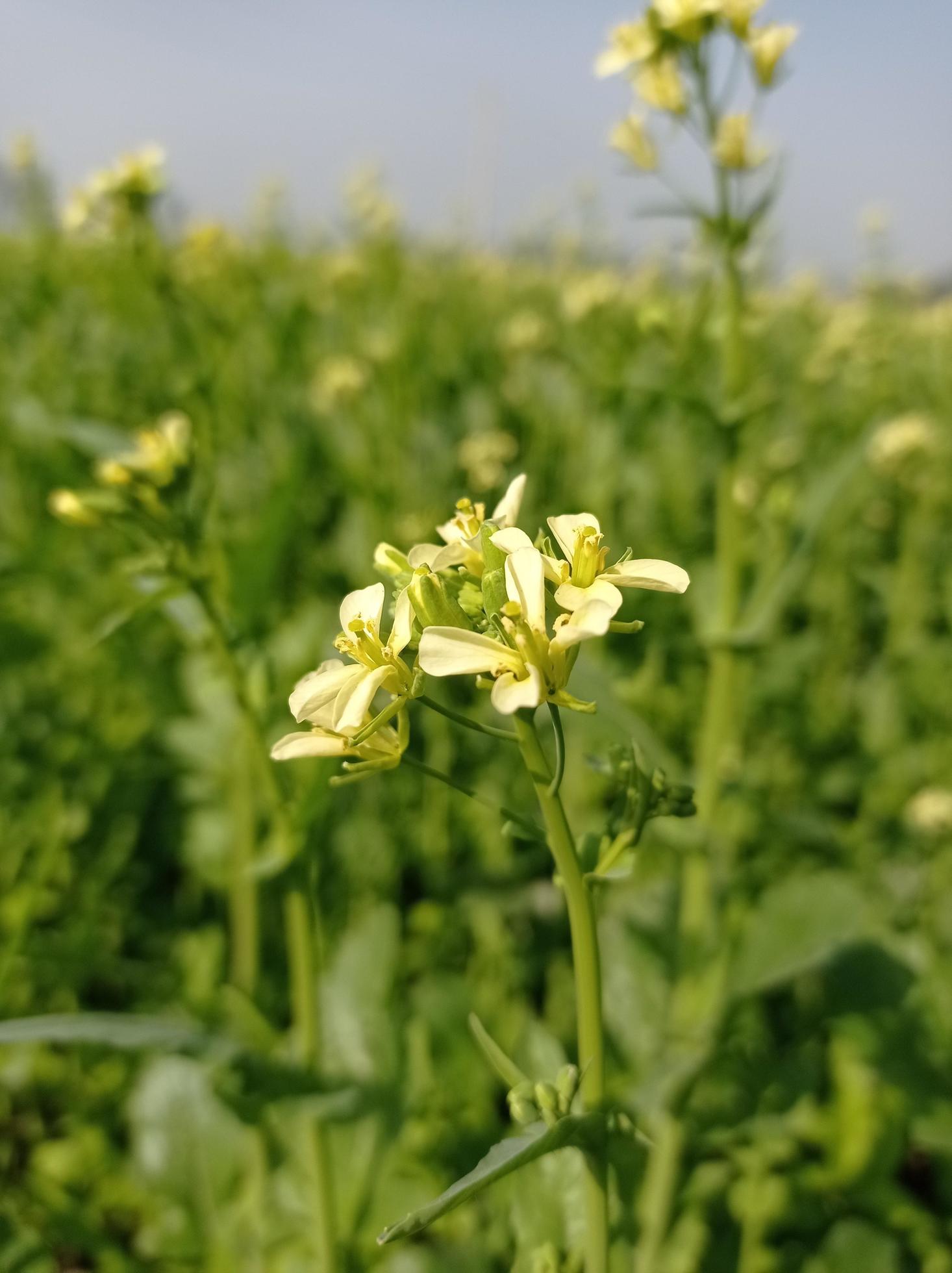 
									Mustard Flower Images Free Download Stock Free