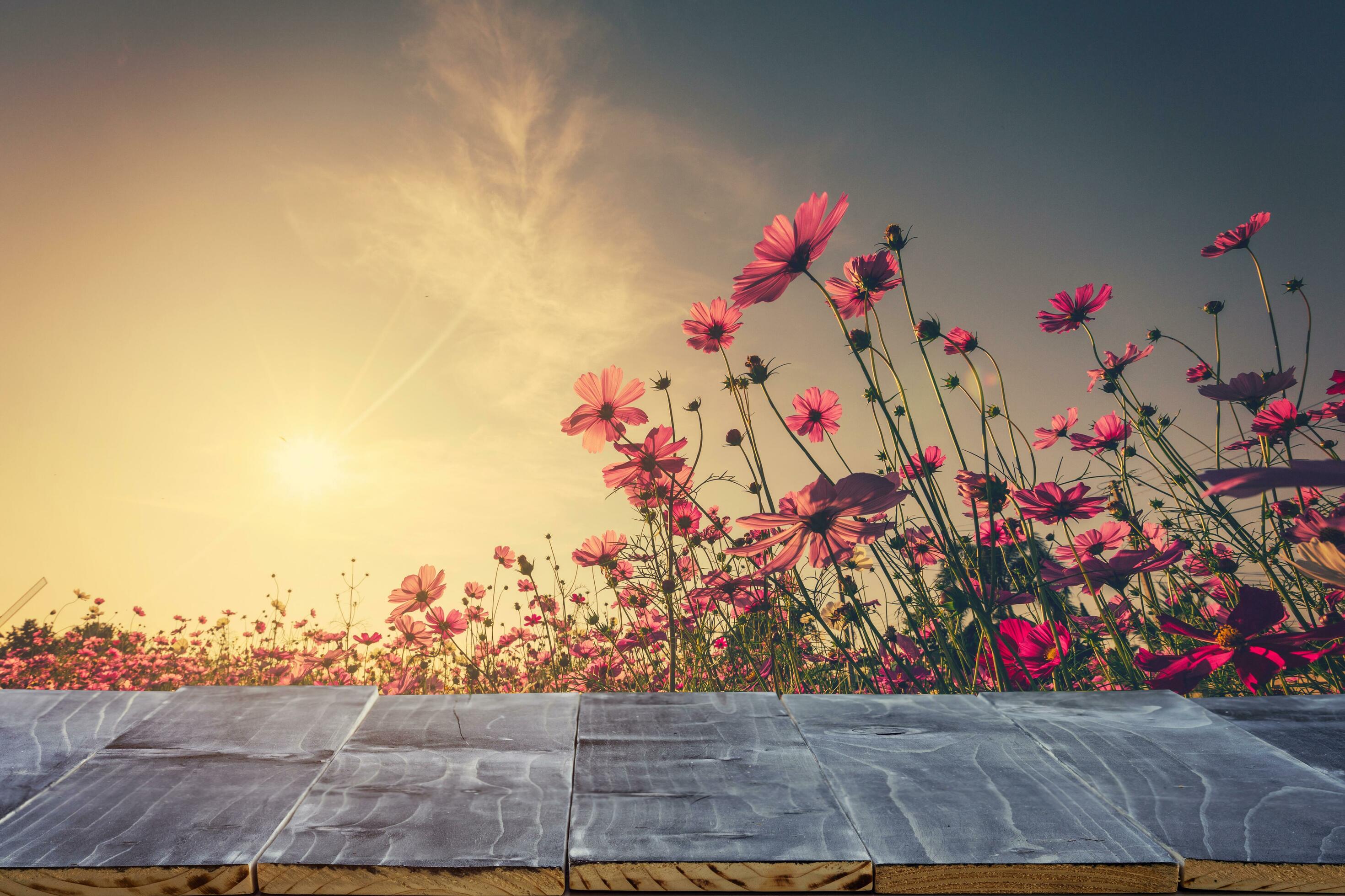 Empty wood table top for product display montage and cosmos flower and sunlight in garden. Stock Free