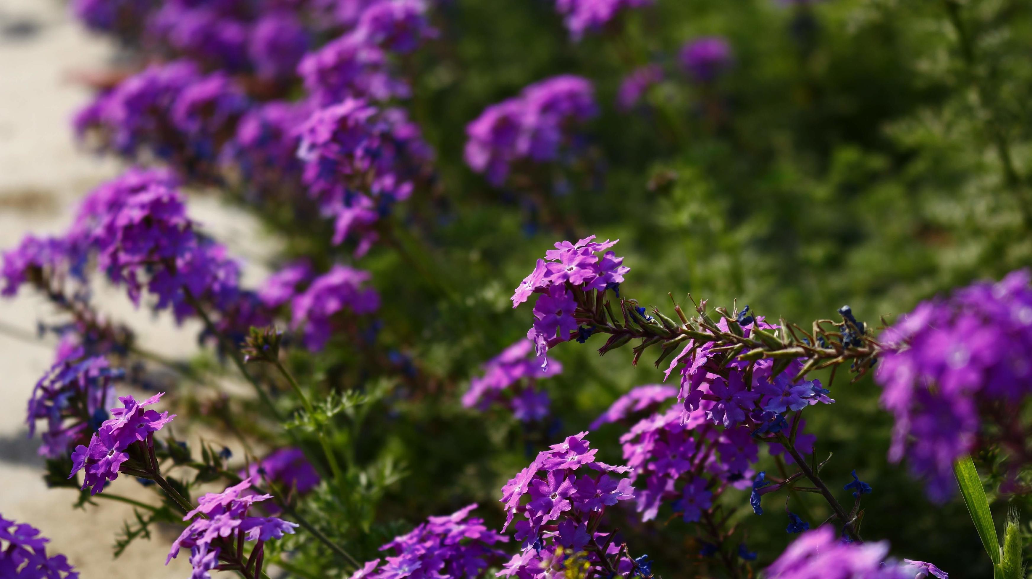 Bright Colorful Flowers In Outdoor Garden in Karachi Pakistan 2022 Stock Free