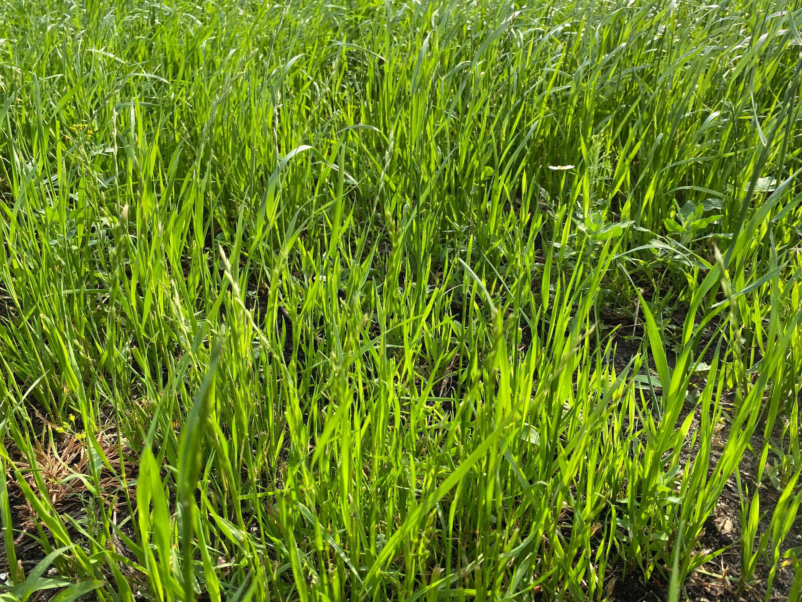 Beautiful, juicy, green grass close-up, in natural sunlight Stock Free