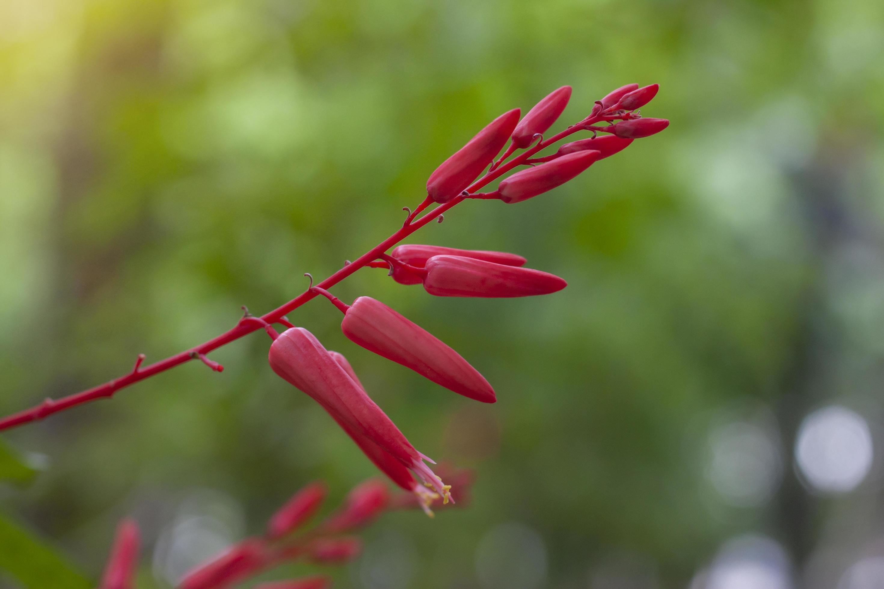 Red flower of Bitterwood or Quassia is Thai herb. The properties of the root is to help fever and aid digestion. Stock Free