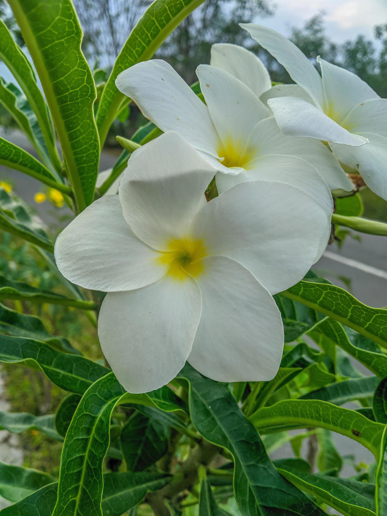 frangipani flowers are white with a beautiful yellow center and a beautiful species of plumeria pudica Stock Free