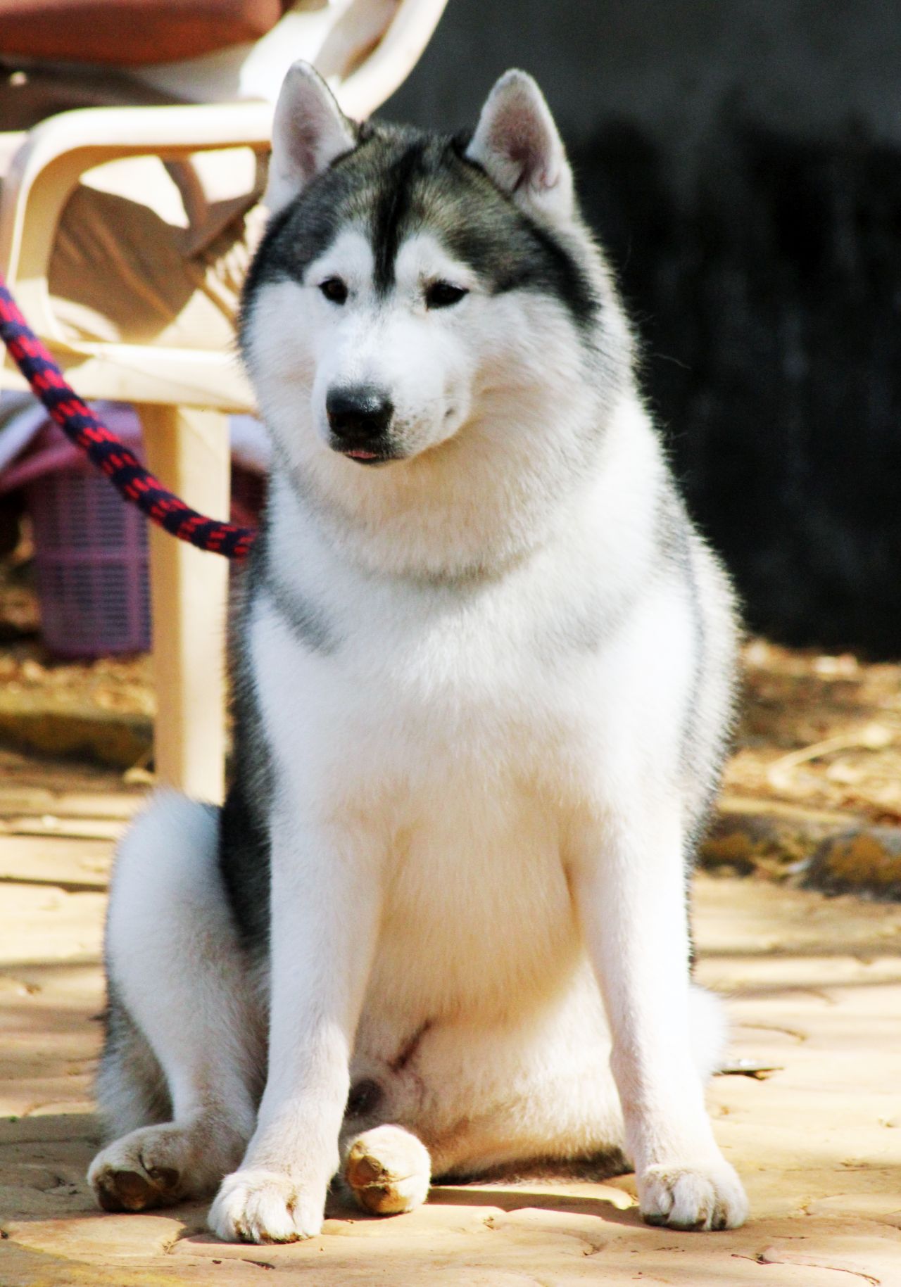 Siberian Husky Stock Free