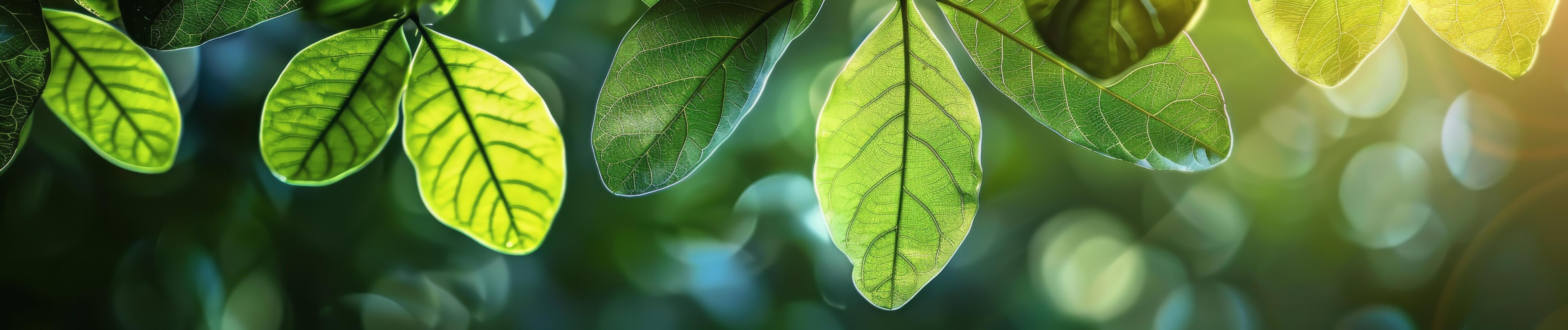 Close Up View of Lush Green Leaves on a Dark Background Stock Free