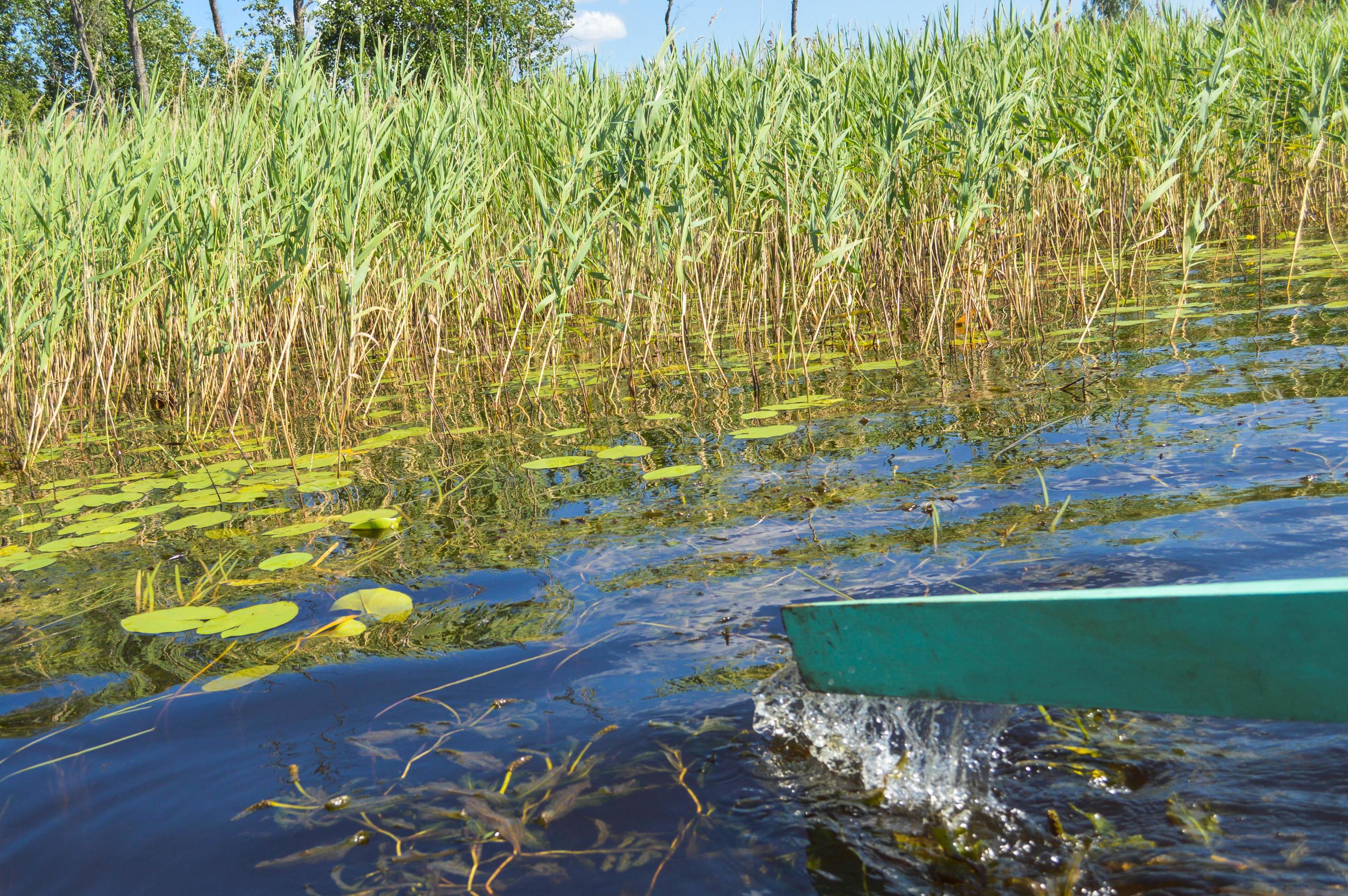 
									Wooden green oar for a boat on a leisurely walk on the water of a river lake sea on nature against the background of green plants of reed grass Stock Free