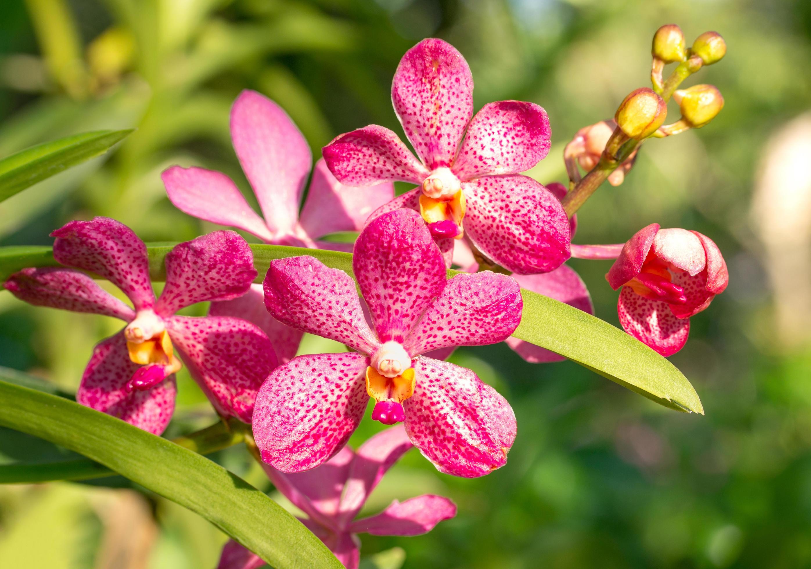 red phalaenopsis orchid flower Stock Free