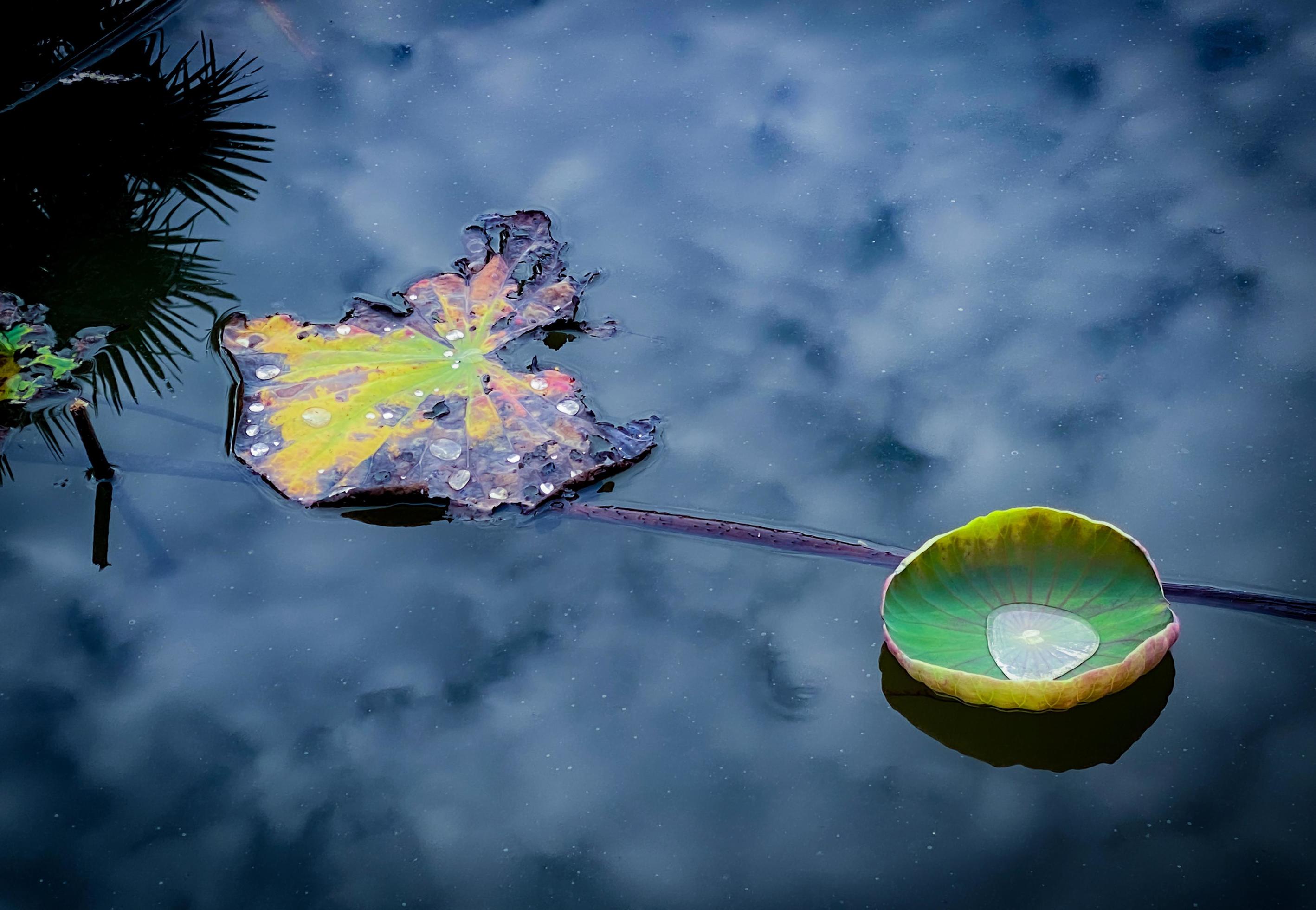 natural morning dew on lotus leaf Stock Free