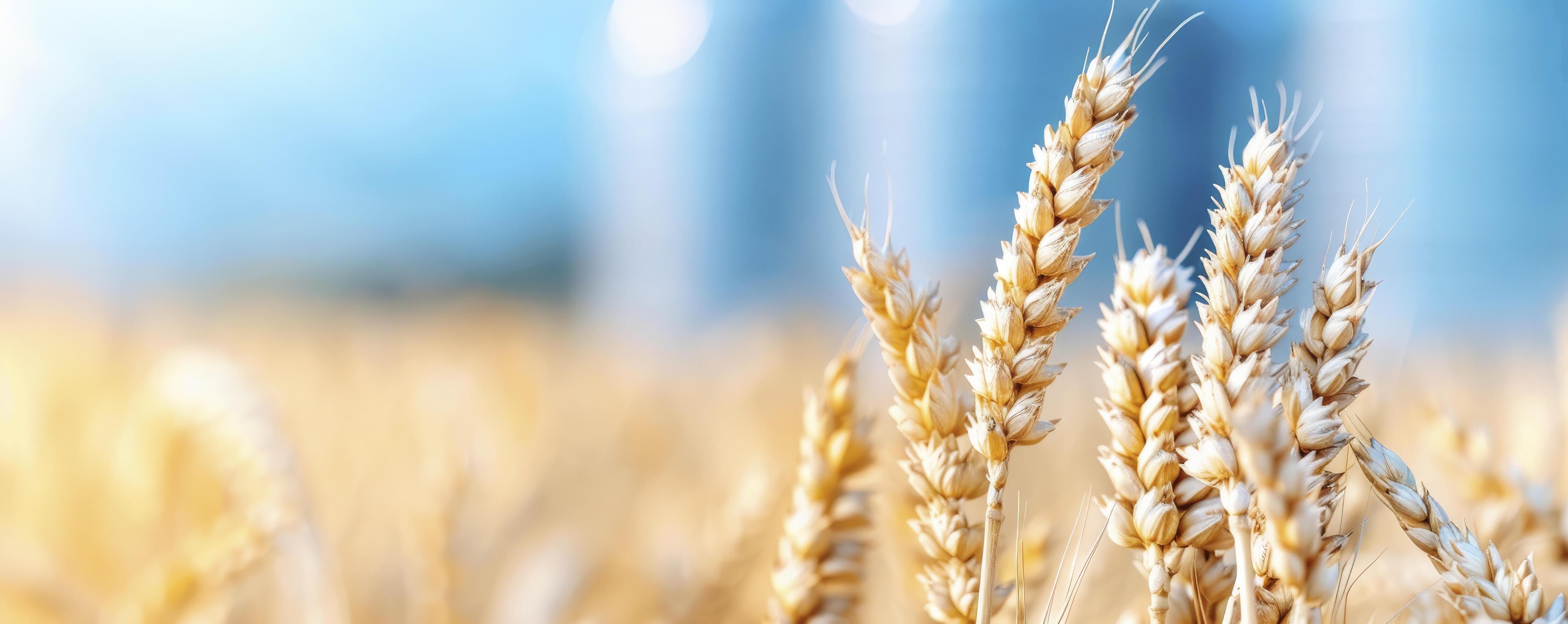 A closeup of a golden wheat field with modern silver silos in the background Stock Free