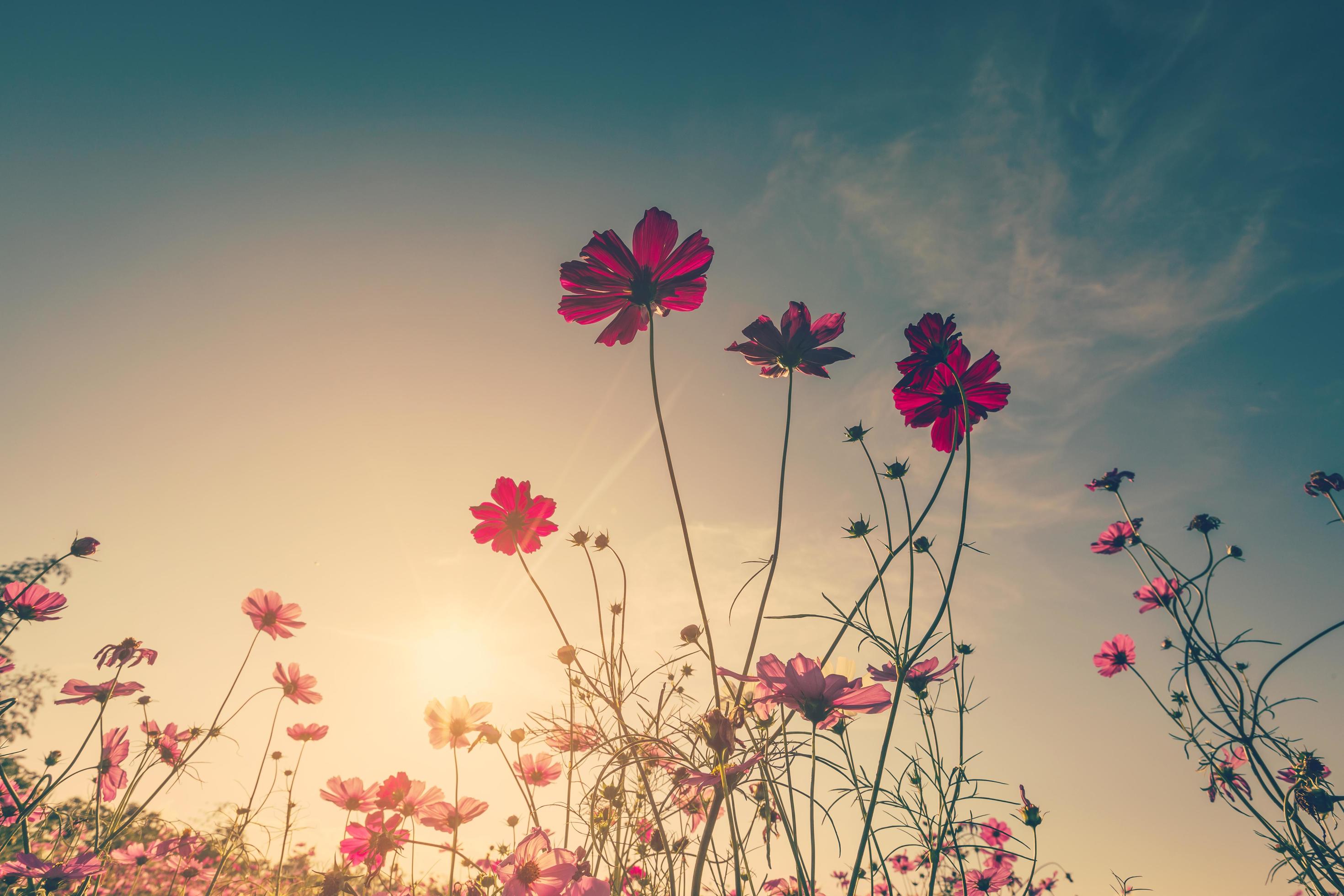 Field cosmos flower and sky sunlight with Vintage filter. Stock Free