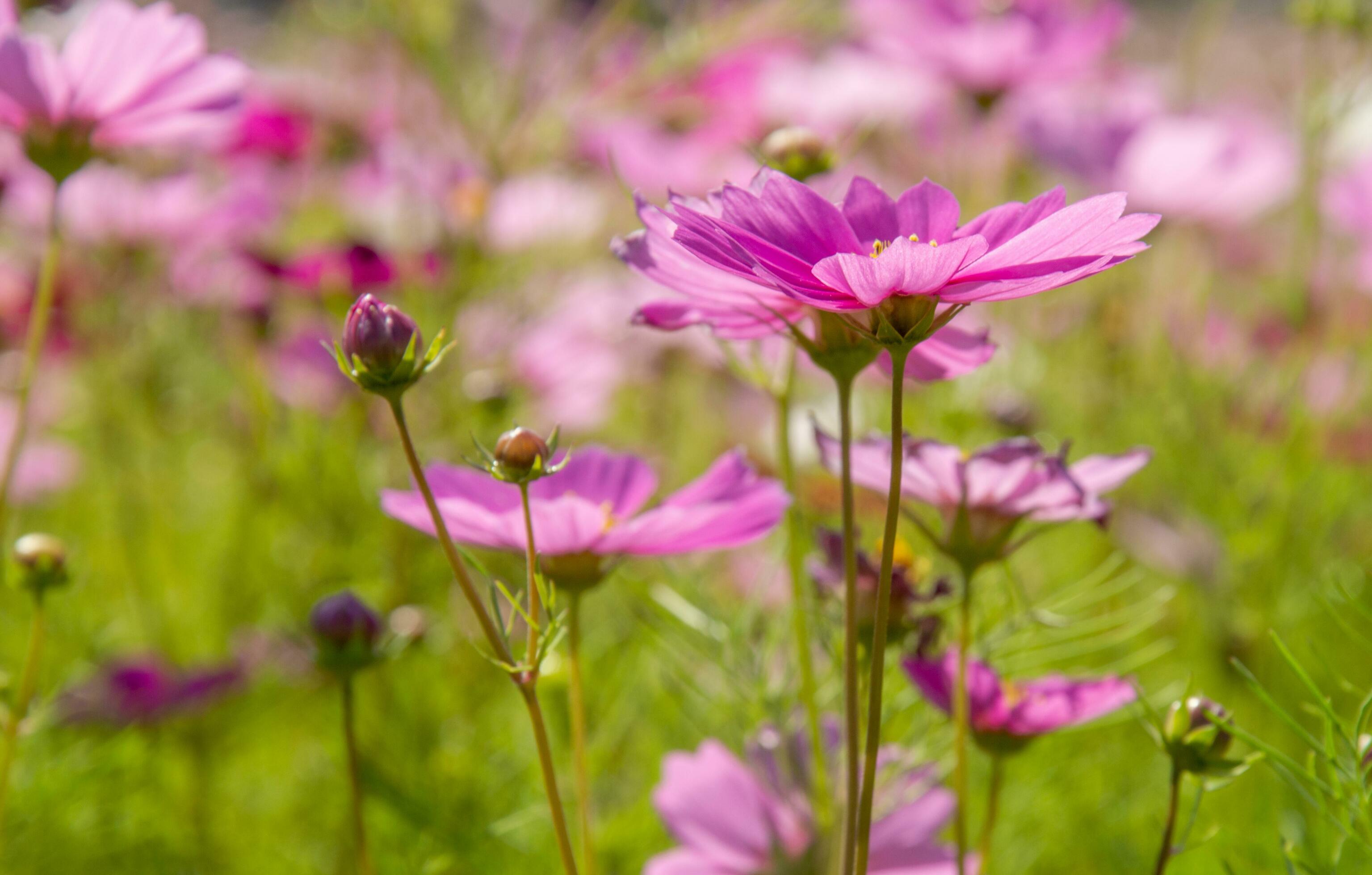 Sweet pink cosmos flowers Blooming outdoors, afternoon, sunny, in the botanical garden. copy space Stock Free