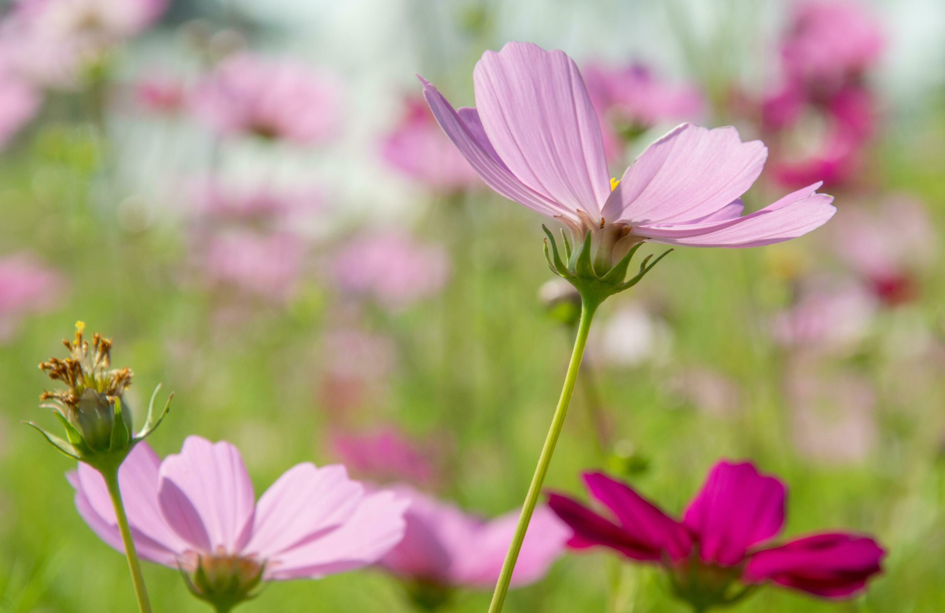 Sweet pink cosmos flowers Blooming outdoors, afternoon, sunny, in the botanical garden. copy space Stock Free