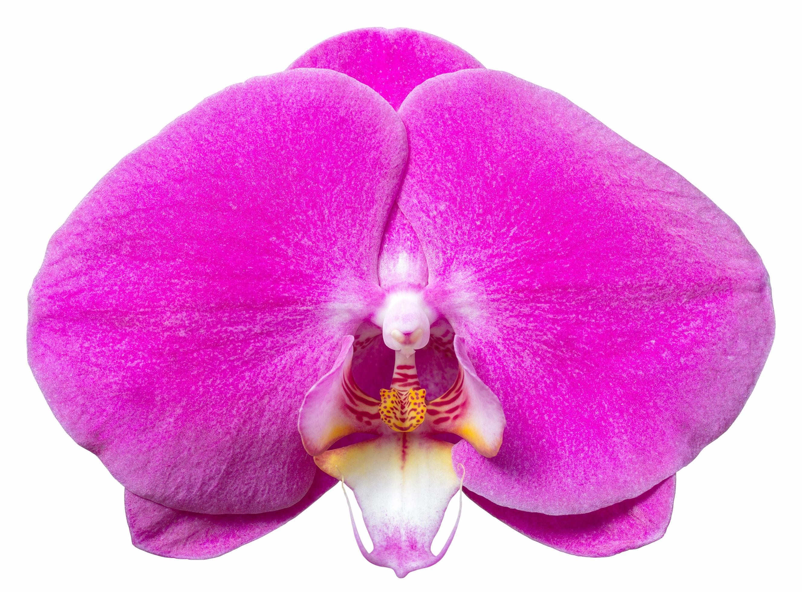 Purple phalaenopsis orchid flower isolated on white with clipping path Stock Free