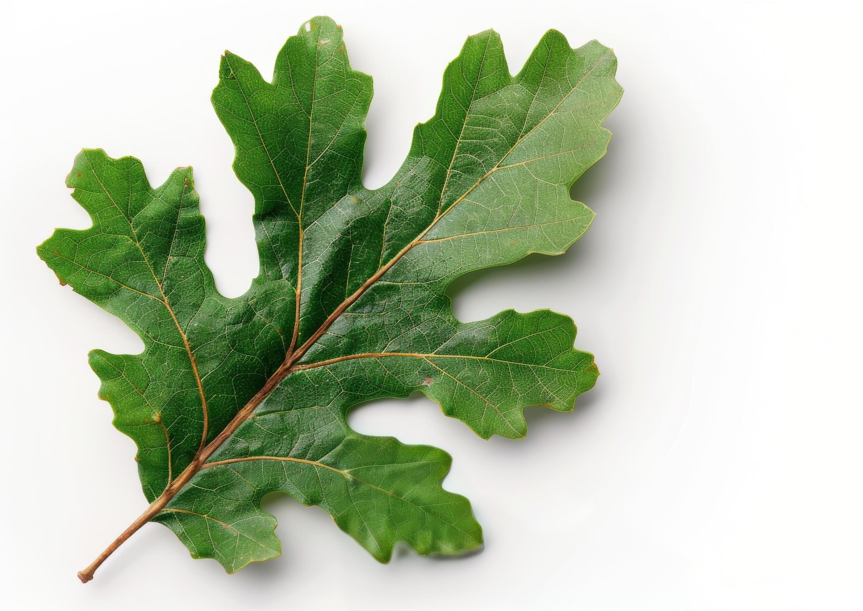 Green Leaf on White Background Stock Free