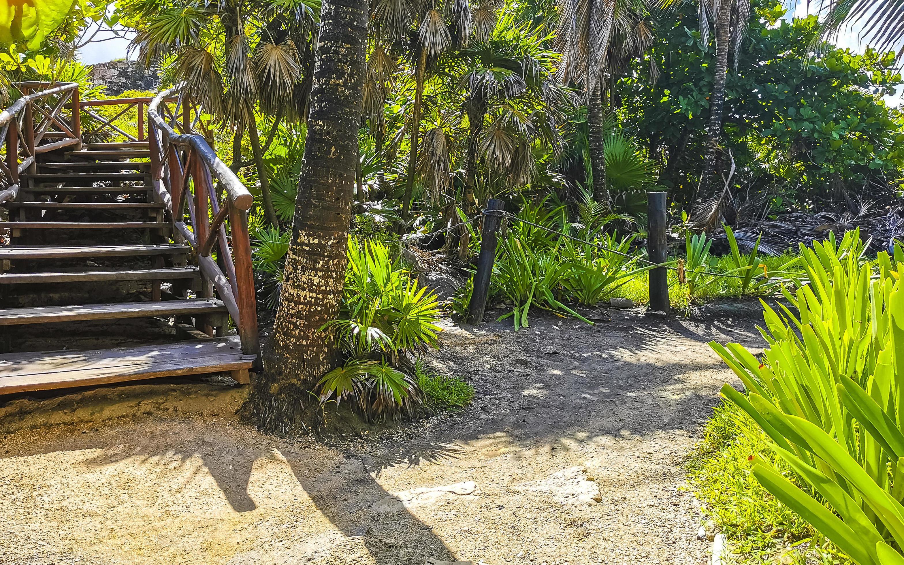 Tropical natural walking path palm trees Tulum Mayan ruins Mexico. Stock Free