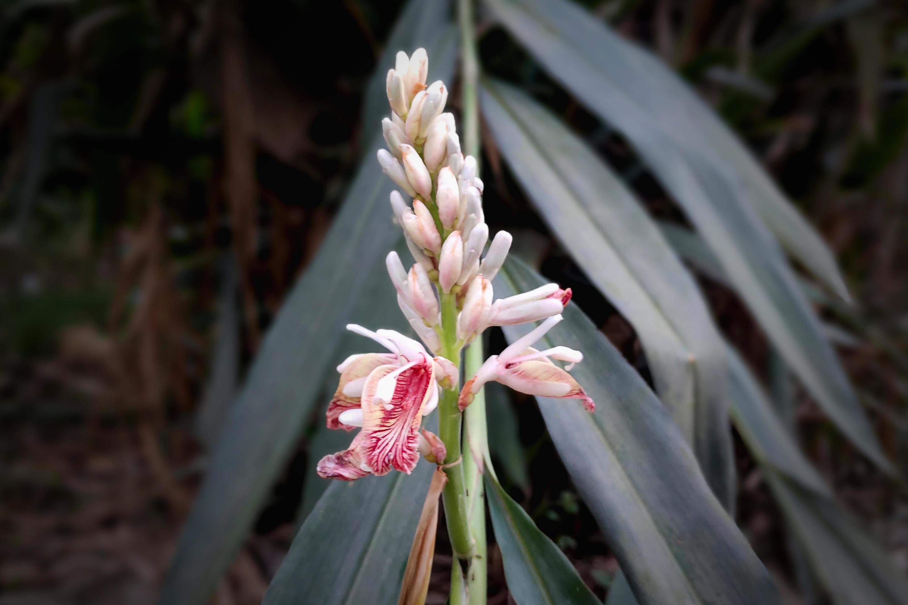 Cardamom Flower in Full Bloom Close View Stock Free