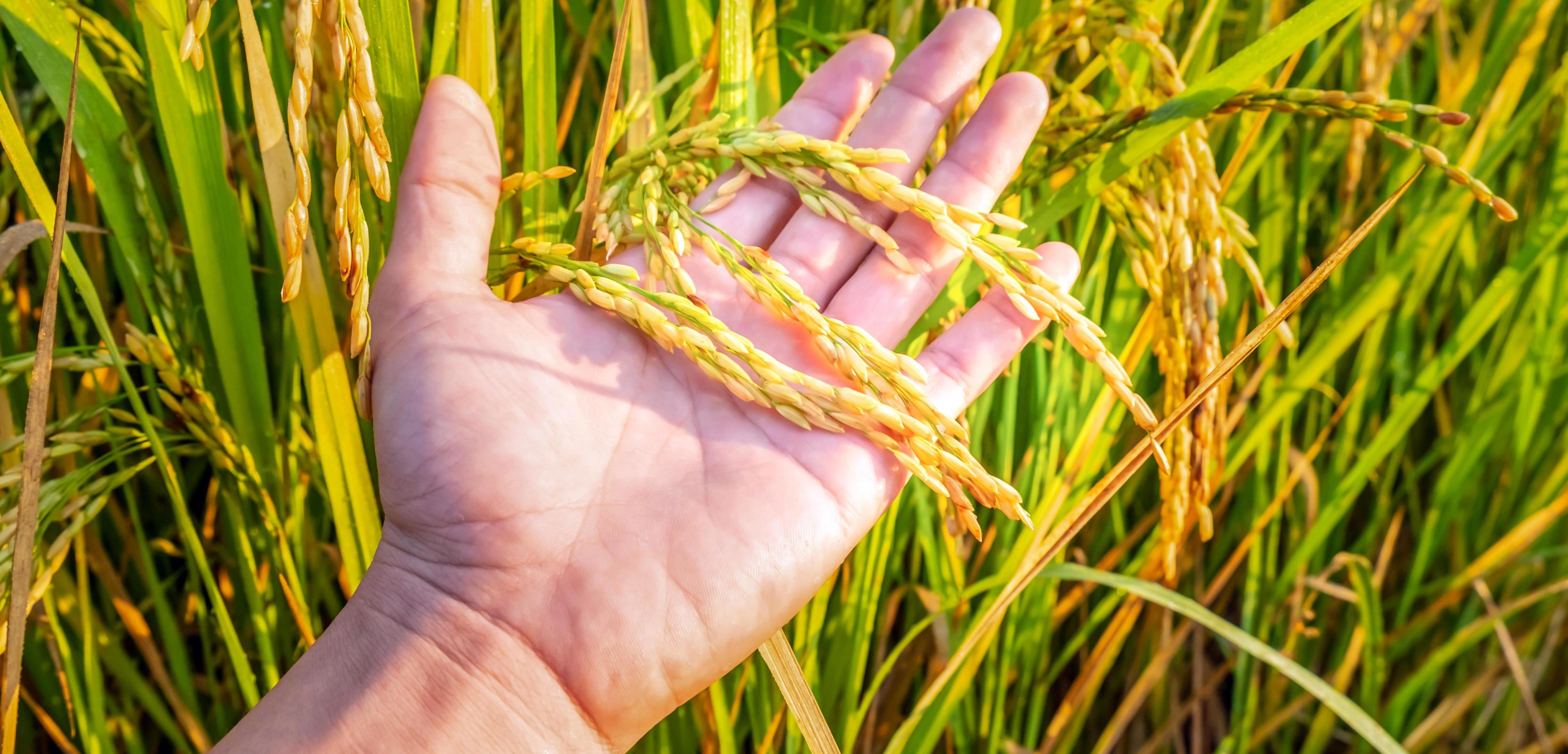 Close up of ears of rice in the hand of Famer, Agriculture ripe rice field Stock Free