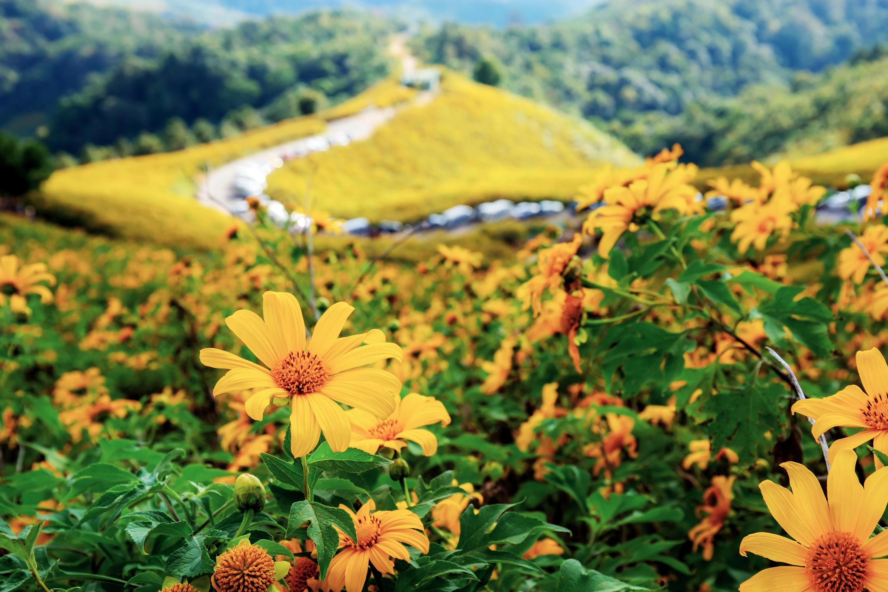 Bua tong flower on mountain. Stock Free