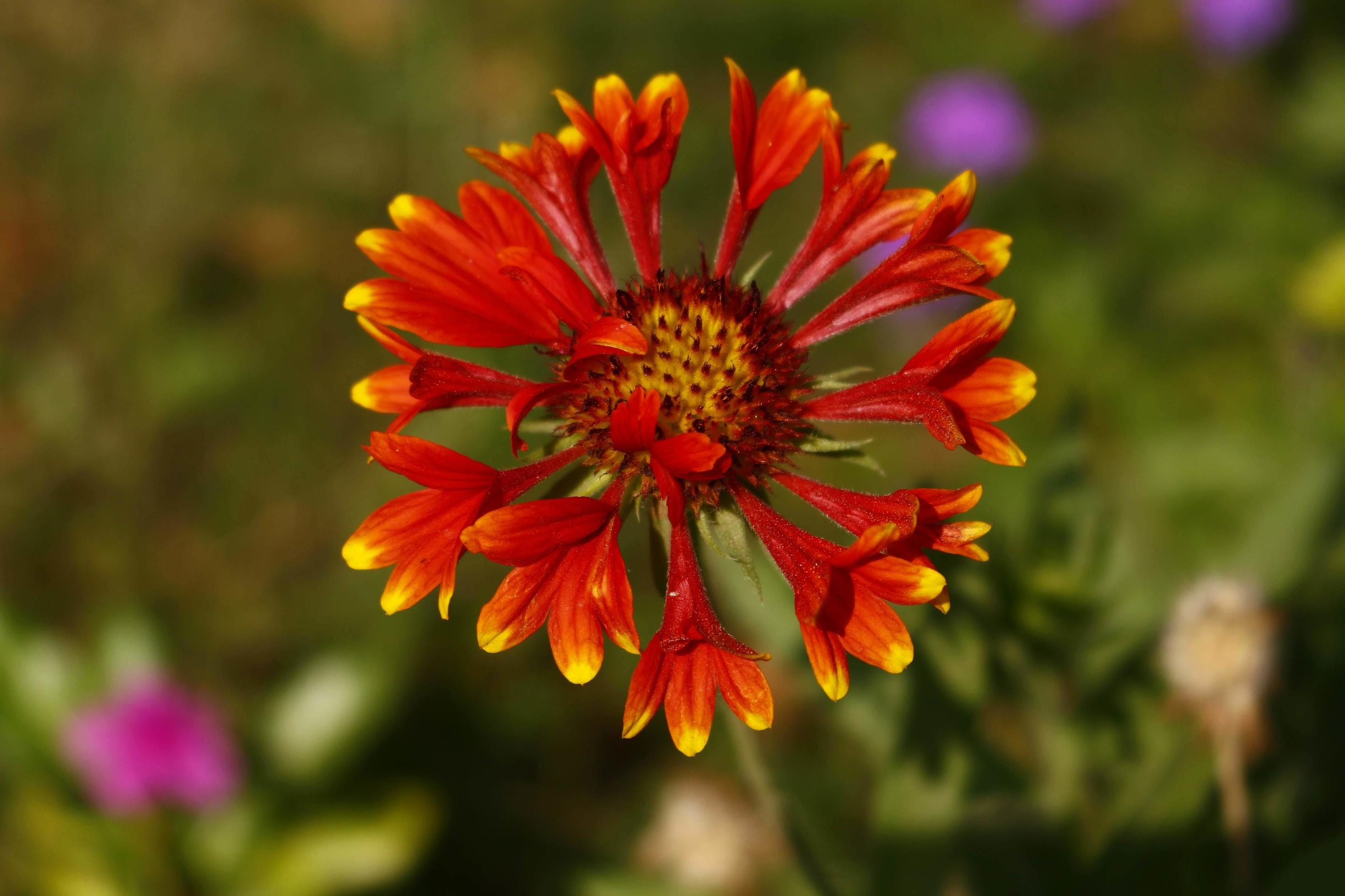 Bright Colored Flowering Plants in Outdoor Garden In Karachi Pakistan 2022 Stock Free