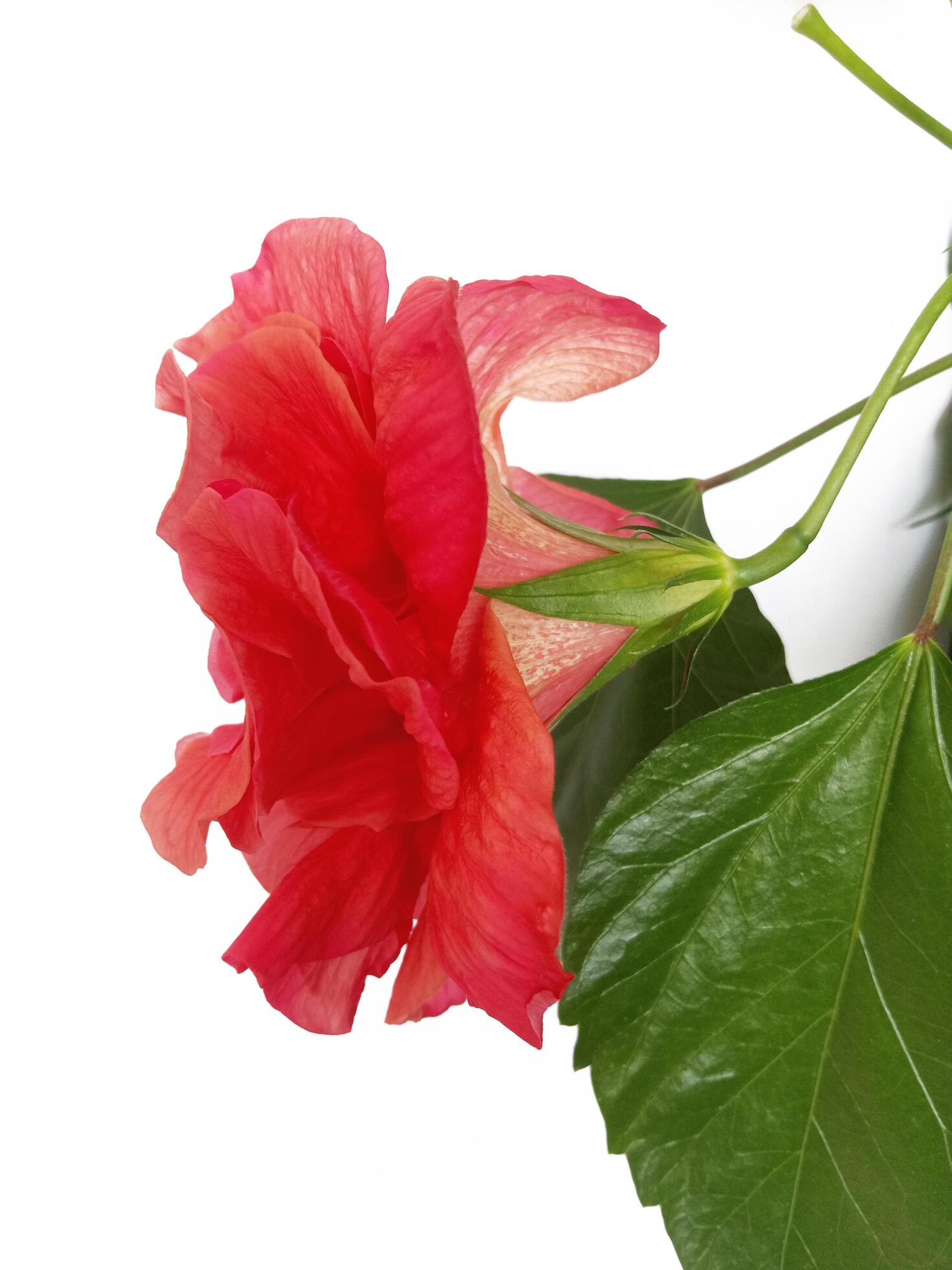 red hibiscus on white background, side view Stock Free