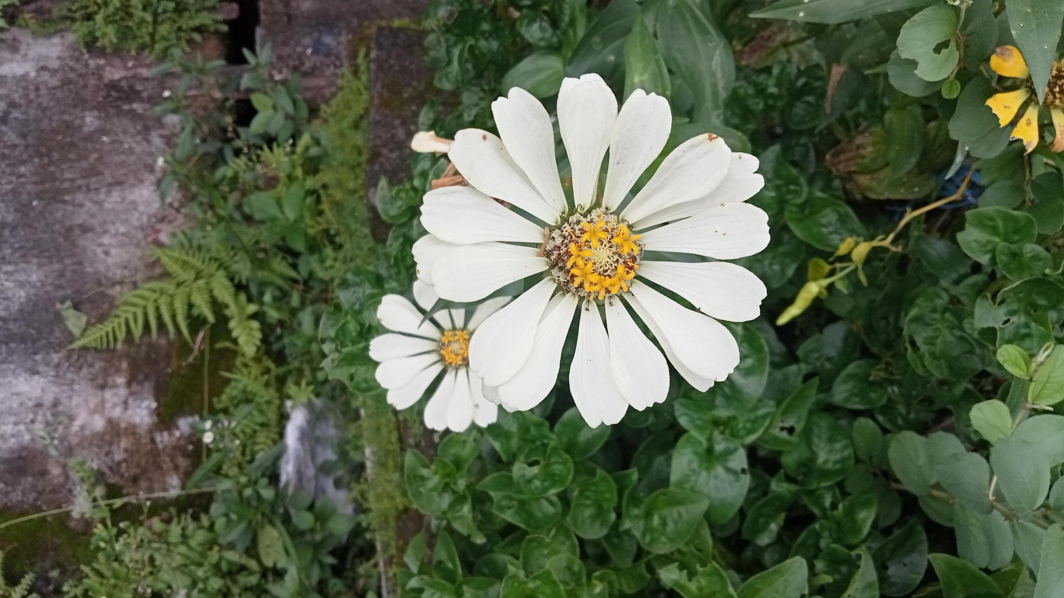 Bellis perennis. daisy flower with blurred background, top view Stock Free