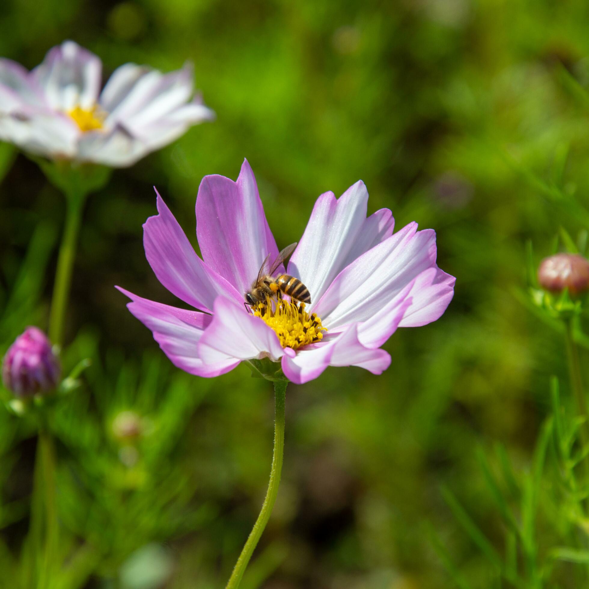 Pink cosmos flowers blooming outdoors. A little bee sits on yellow pollen. Sunny afternoon in a botanical garden. Stock Free