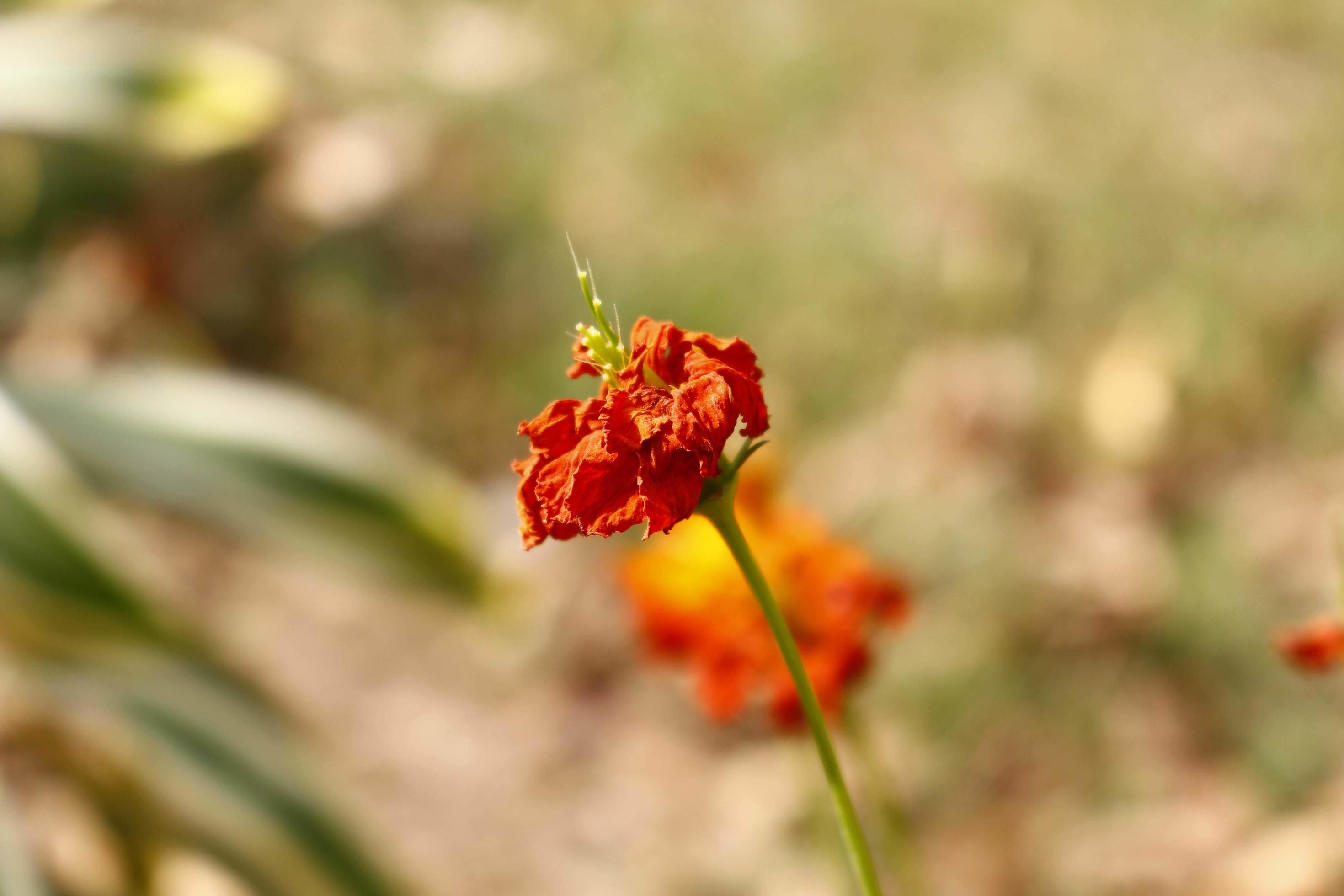 Bright Colored Flowering Plants in Outdoor Garden In Karachi Pakistan 2022 Stock Free