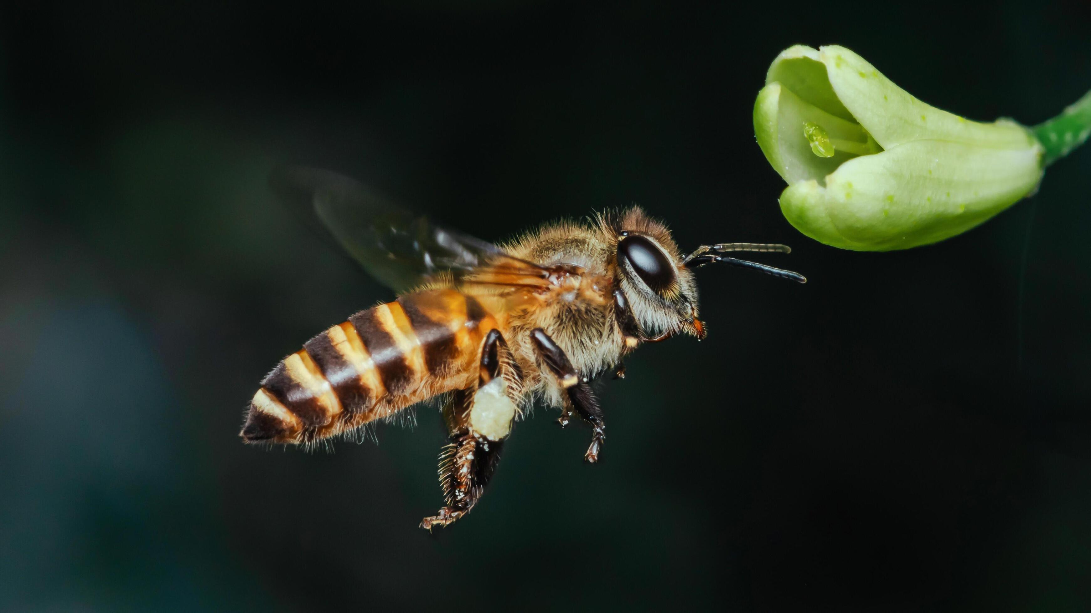 Flying honey bee to white flower in blur background, Macro side close-up view. Stock Free