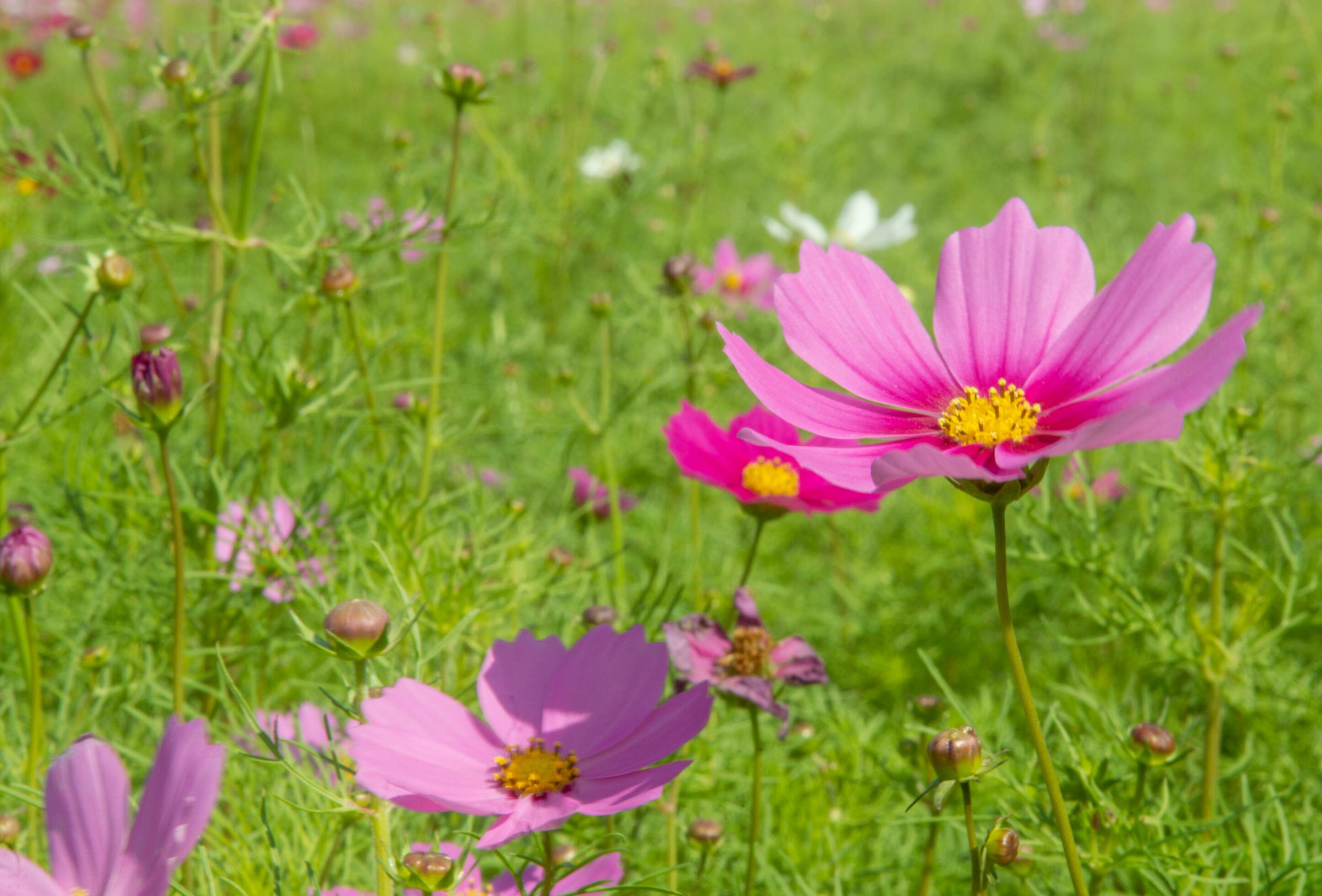 Sweet pink cosmos flowers Blooming outdoors, afternoon, sunny, in the botanical garden. copy space Stock Free