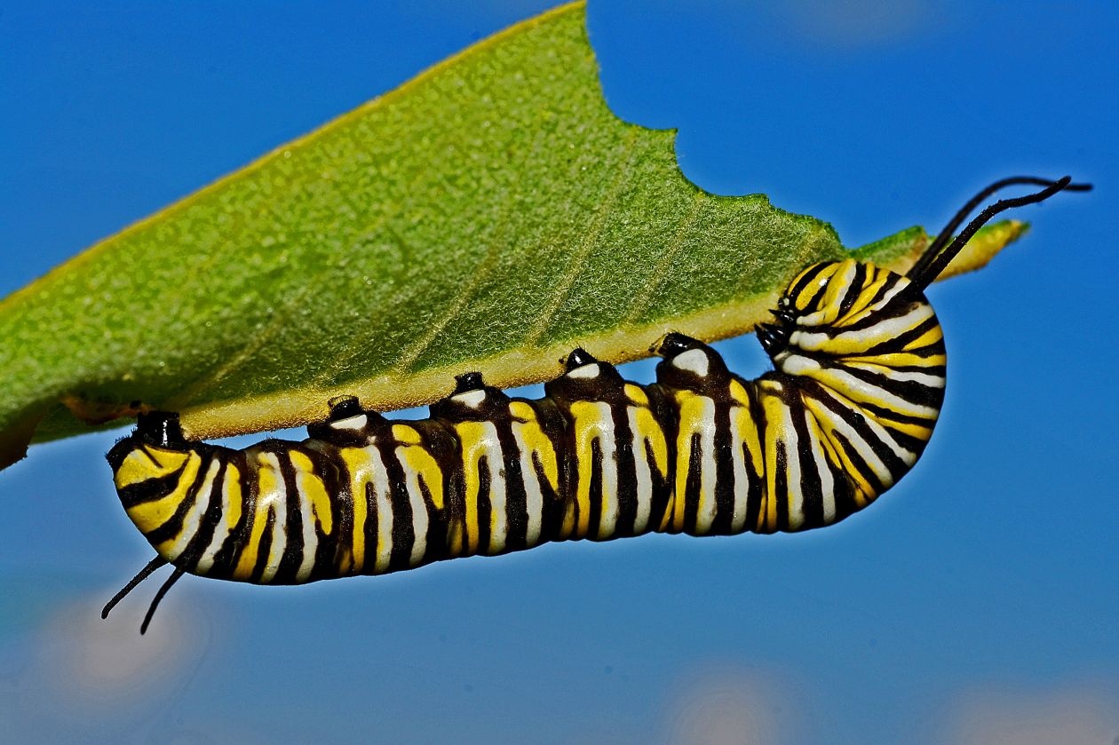 Caterpillar Stock Free