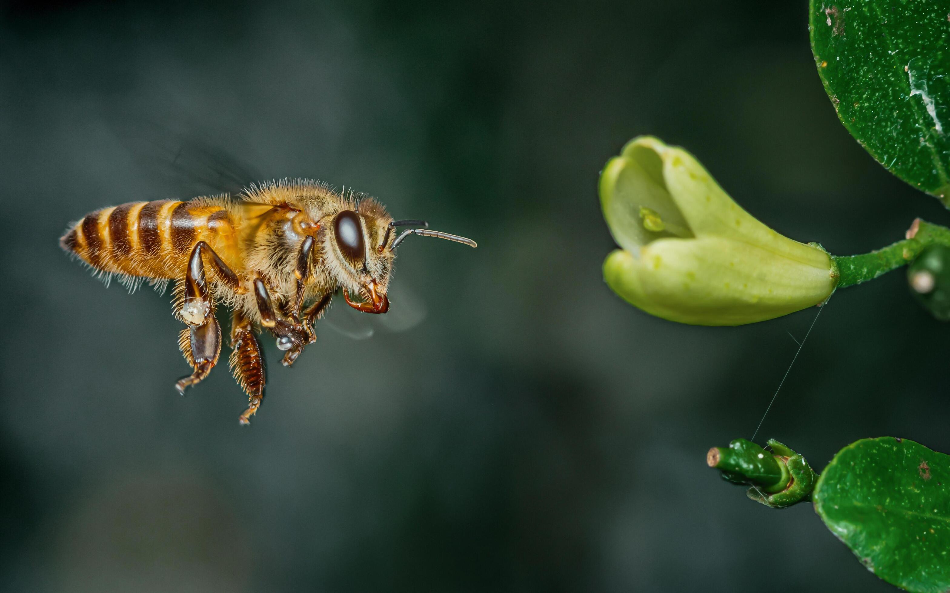 Flying honey bee to white flower in blur background, Macro side close-up view. Stock Free