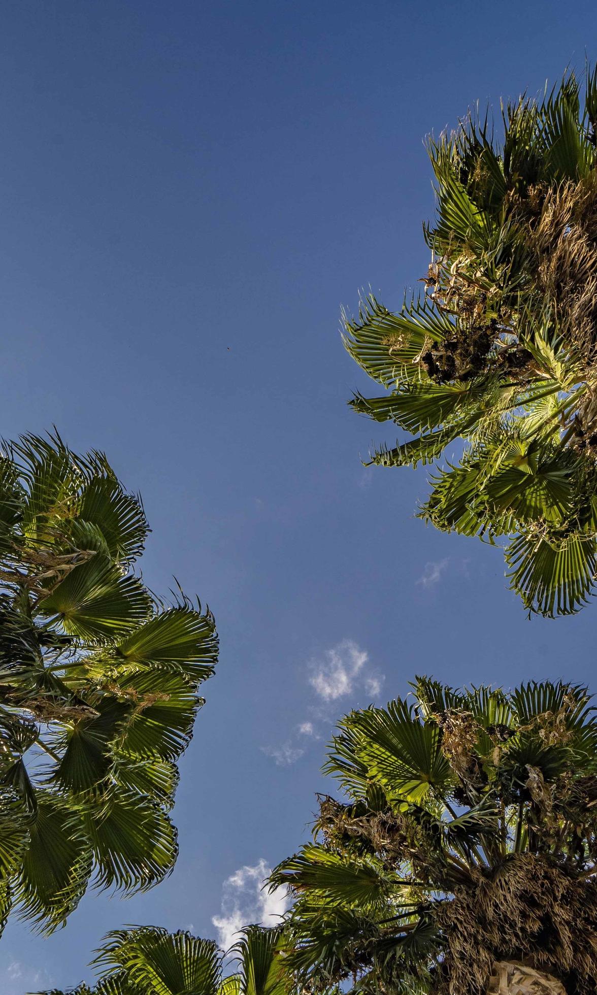 bottom view of palm trees and blue sky Stock Free