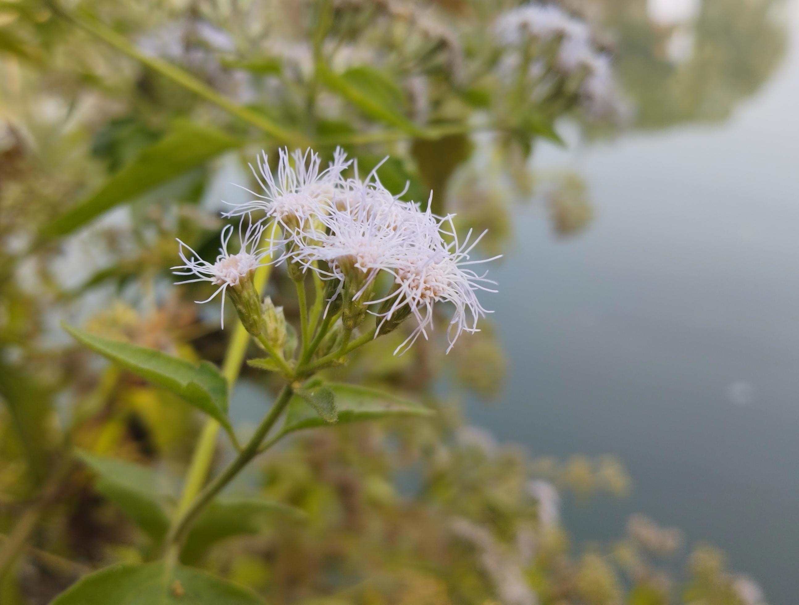 White flowers near a pond known as Chromolaena odorata, Eupatorium odoratum, Osmia odorata. Stock Free