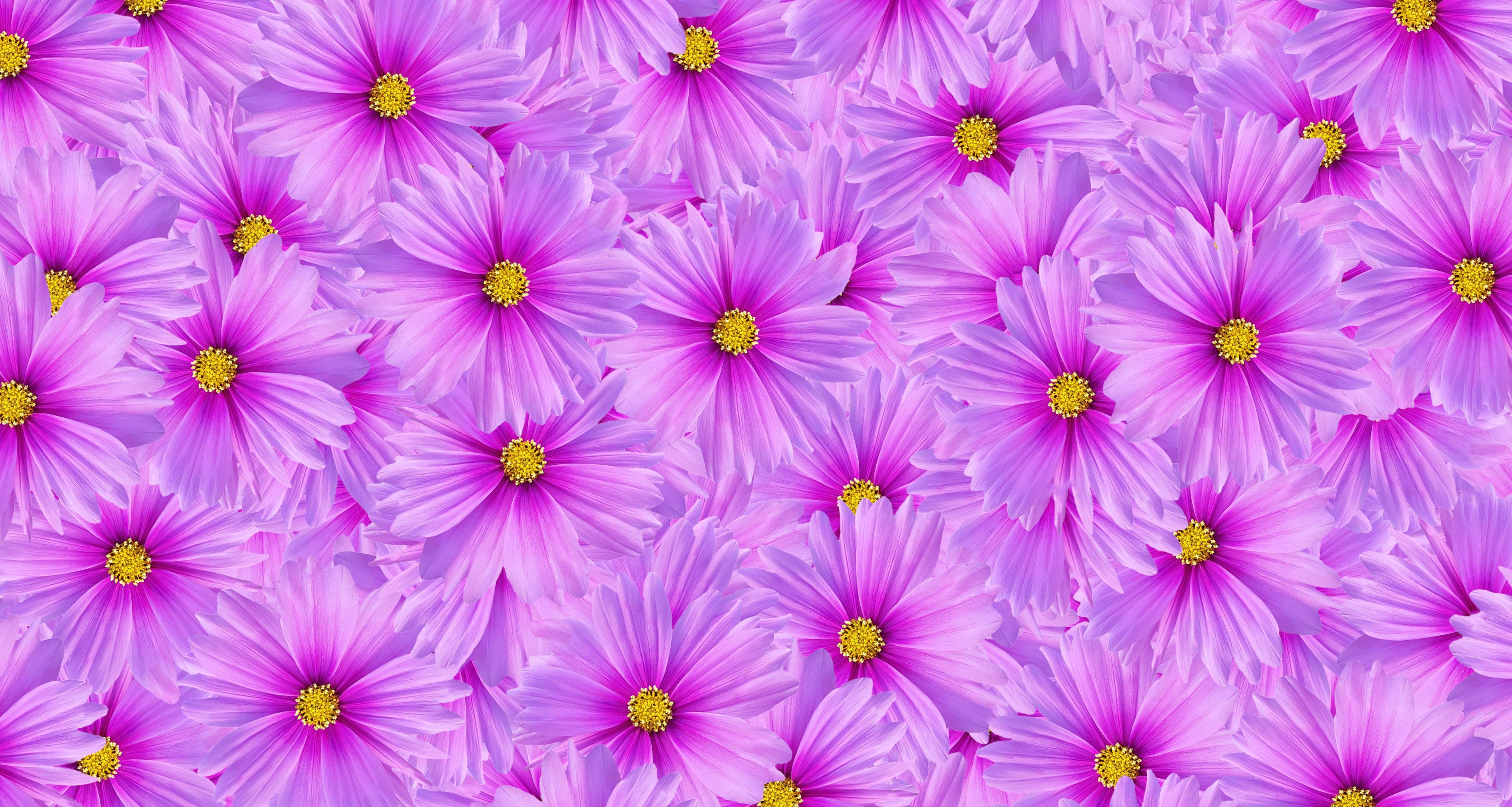 Purple cosmos flower seamless pattern background. Art or abstract of violet flora, floral and beautiful natural wallpaper. Stock Free