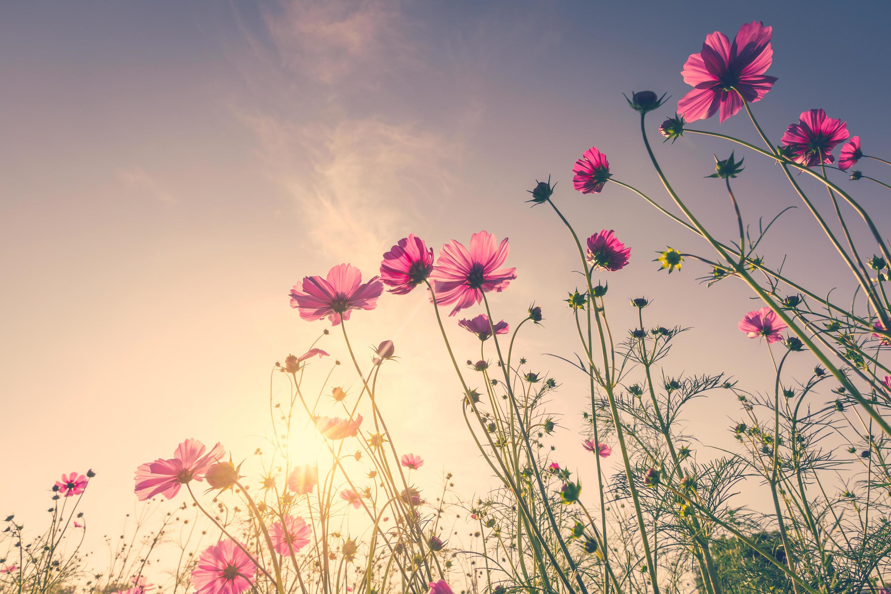 Field cosmos flower and sky sunlight with Vintage filter. Stock Free