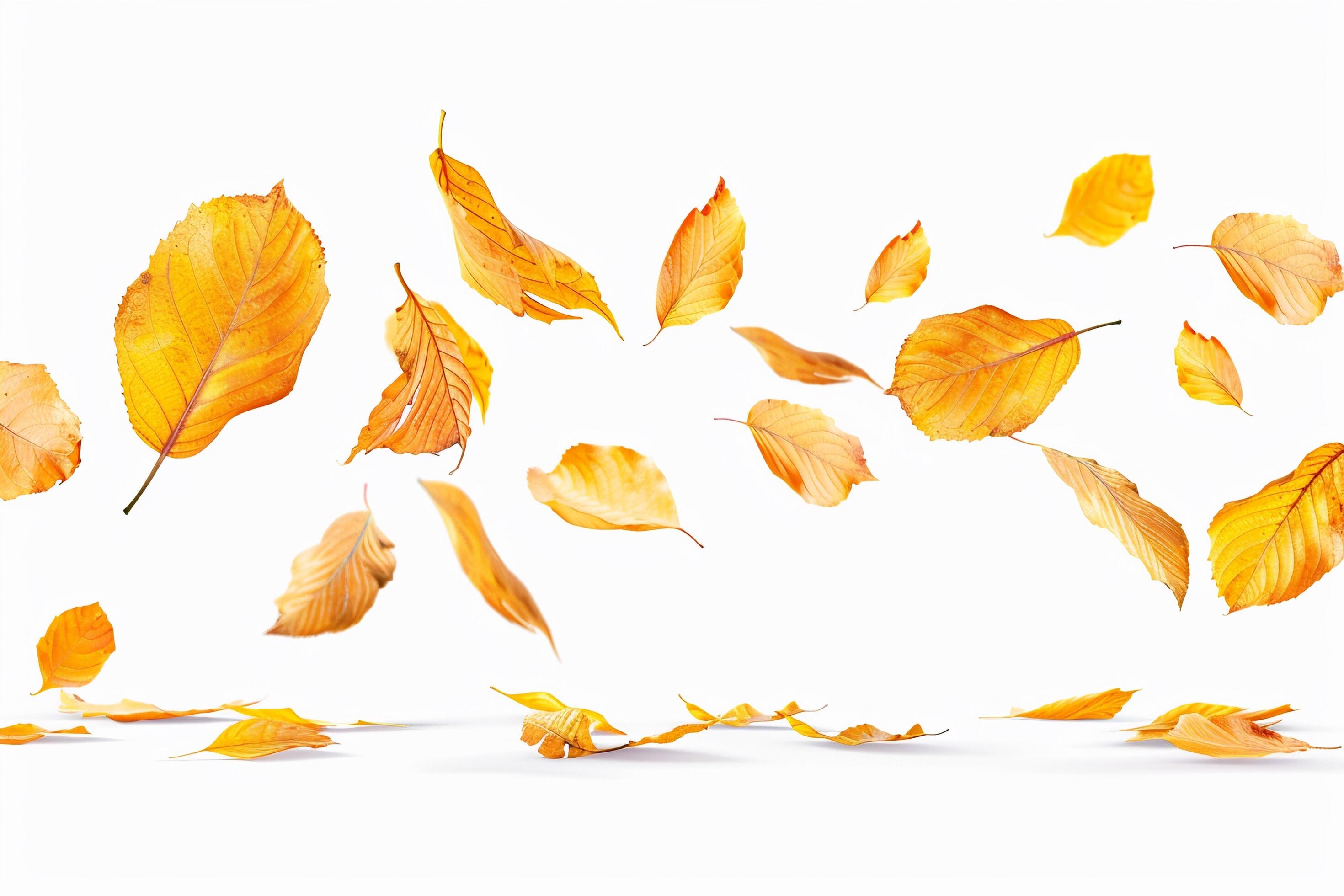 Scattered Autumn Leaves on White Background. Stock Free