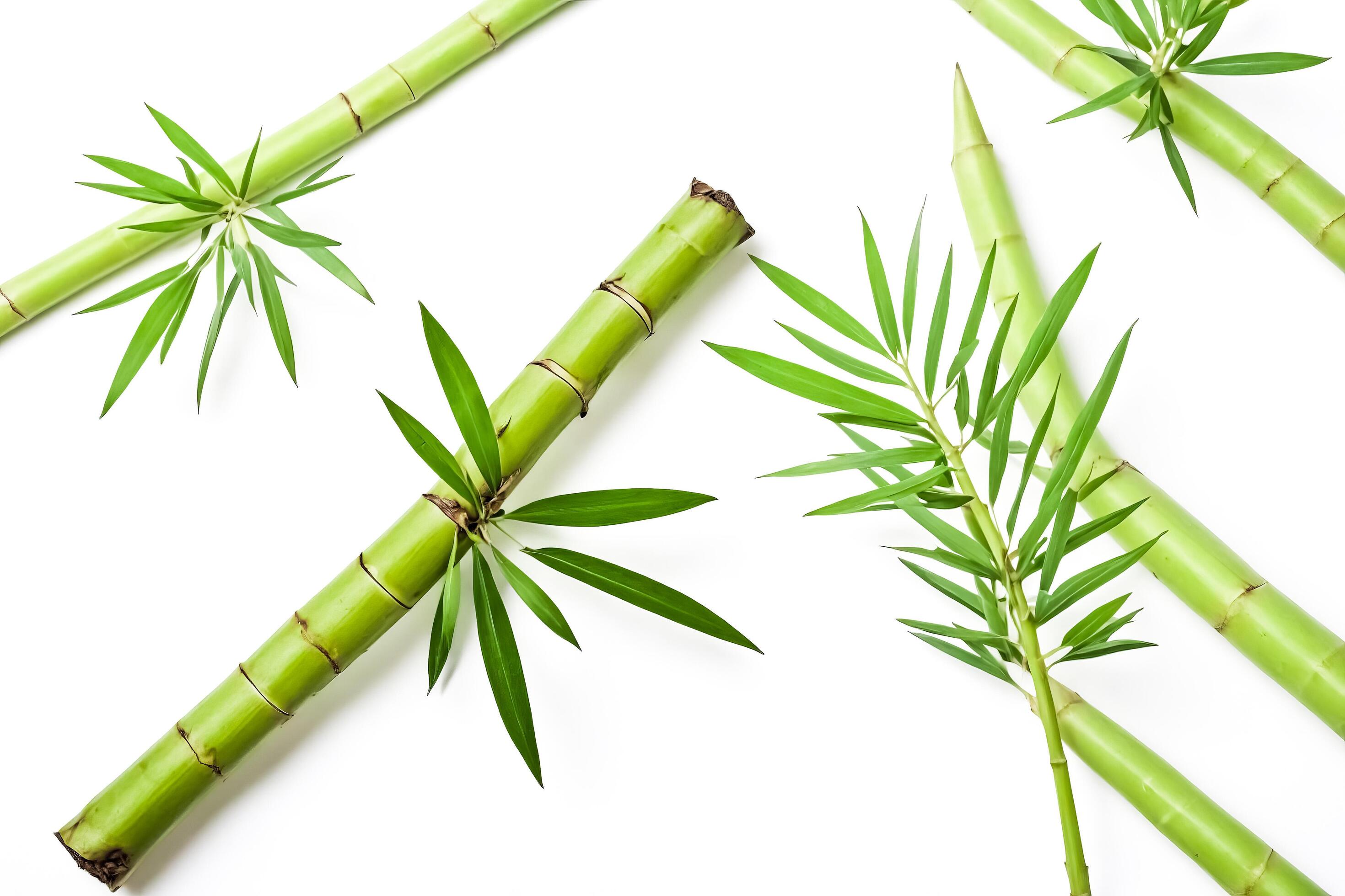 Green Bamboo Stalks and Leaves on White Background Stock Free