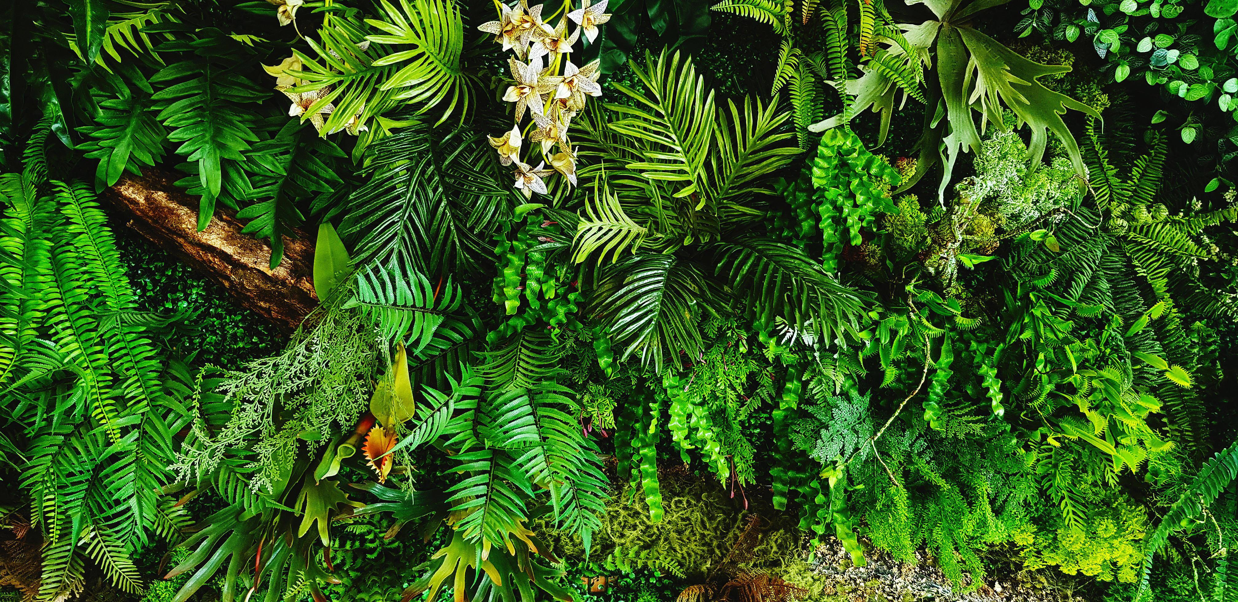 green-creeper-plant-fern-orchid-vine-or-ivy-and-leaves-wall-for-background-in-vintage-tone-natural-wallpaper-or-nature-pattern-freshness-season-free-photo