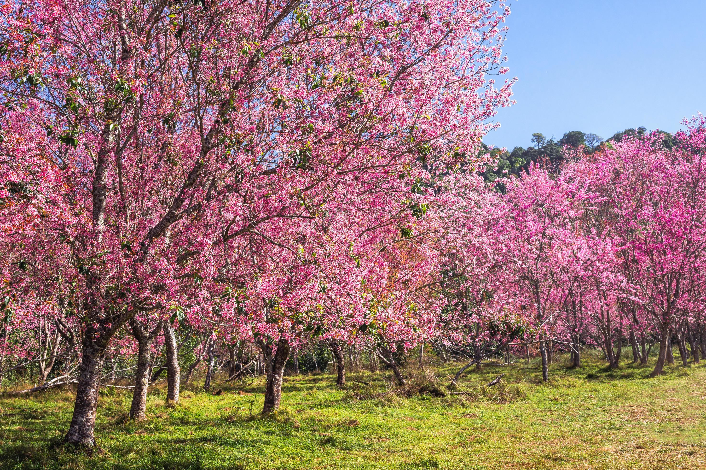 Branch wild Himalayan cherry flower blossom at phu lom lo mountain Thailand Stock Free