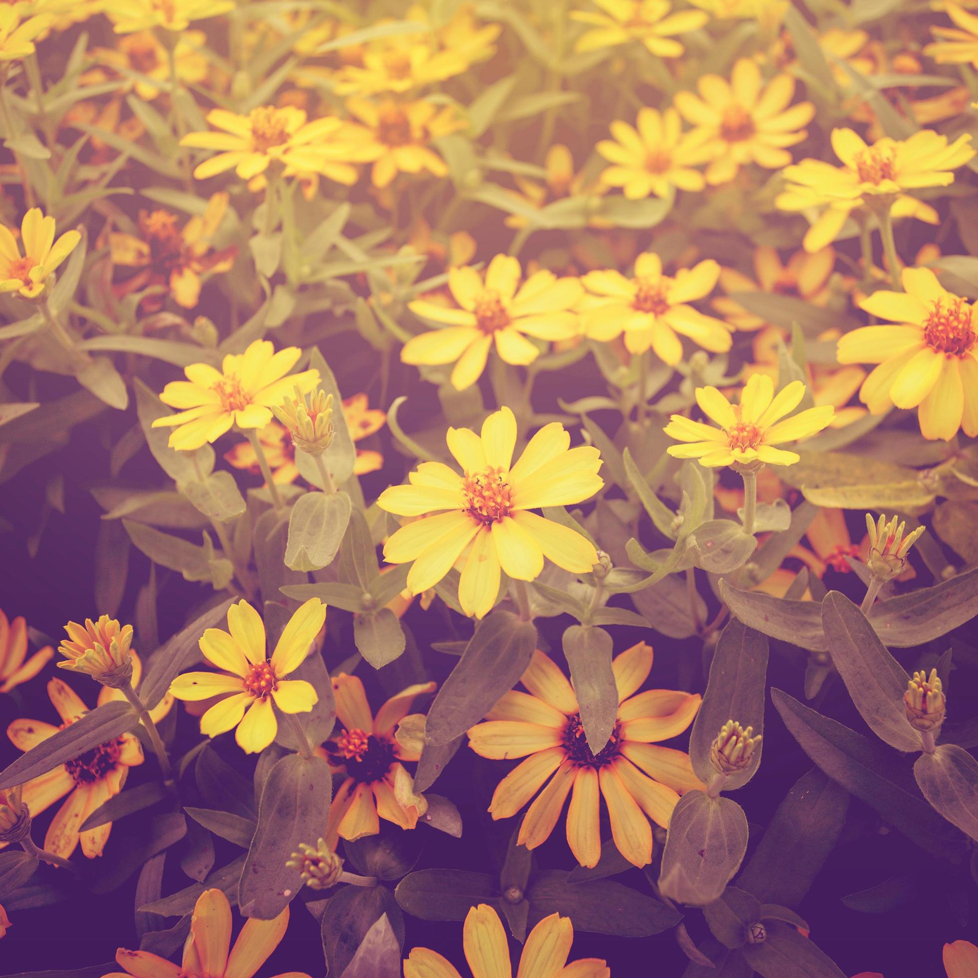 yellow flower with vintage effect Stock Free