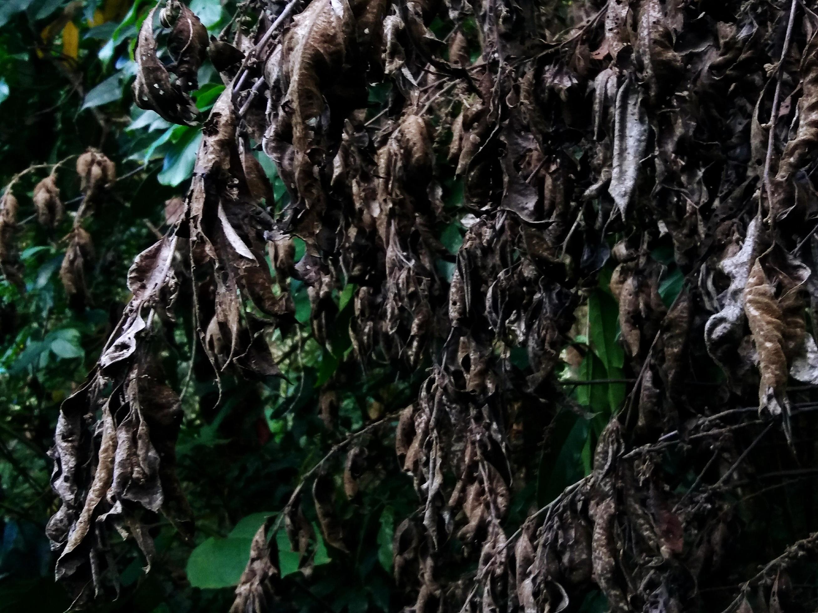 Group of dead banana tree and leaves in tropical jungle or forest. Natural wallpaper, Plant and growing concept Stock Free