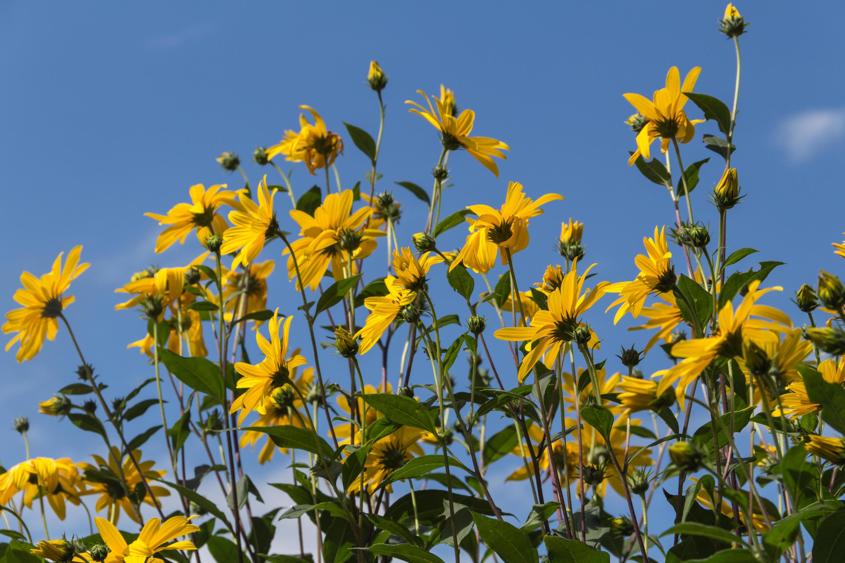 Yellow flowers of the garden sunflower, Helianthus tuberosus or Jerusalem artichoke Stock Free