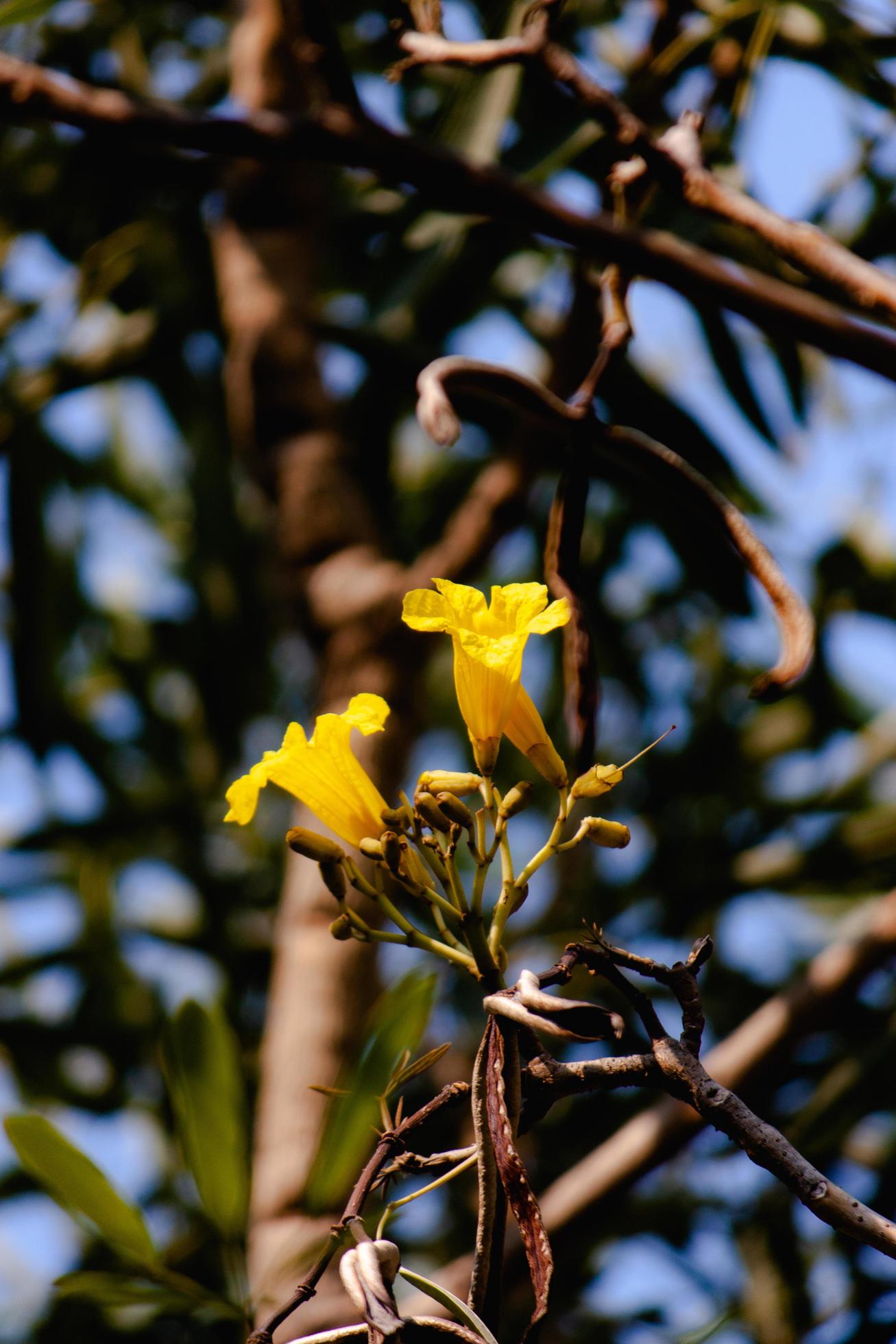 plumeria flower in the garden Stock Free