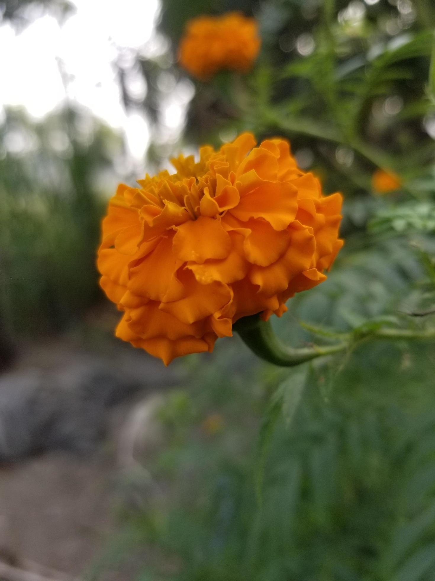 beautiful orange marigold flowers Stock Free