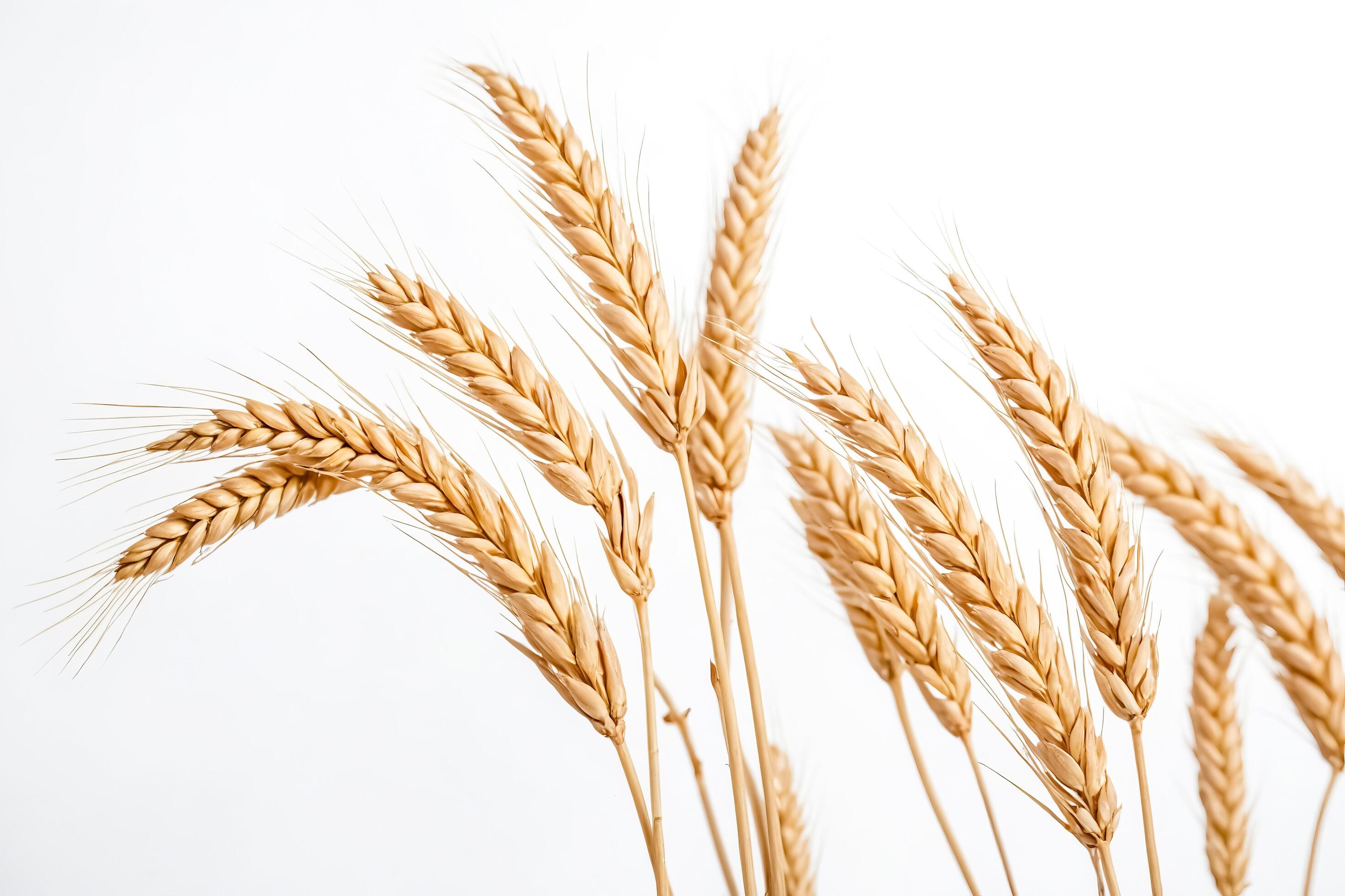 Wheat Ears On A White Background Stock Free