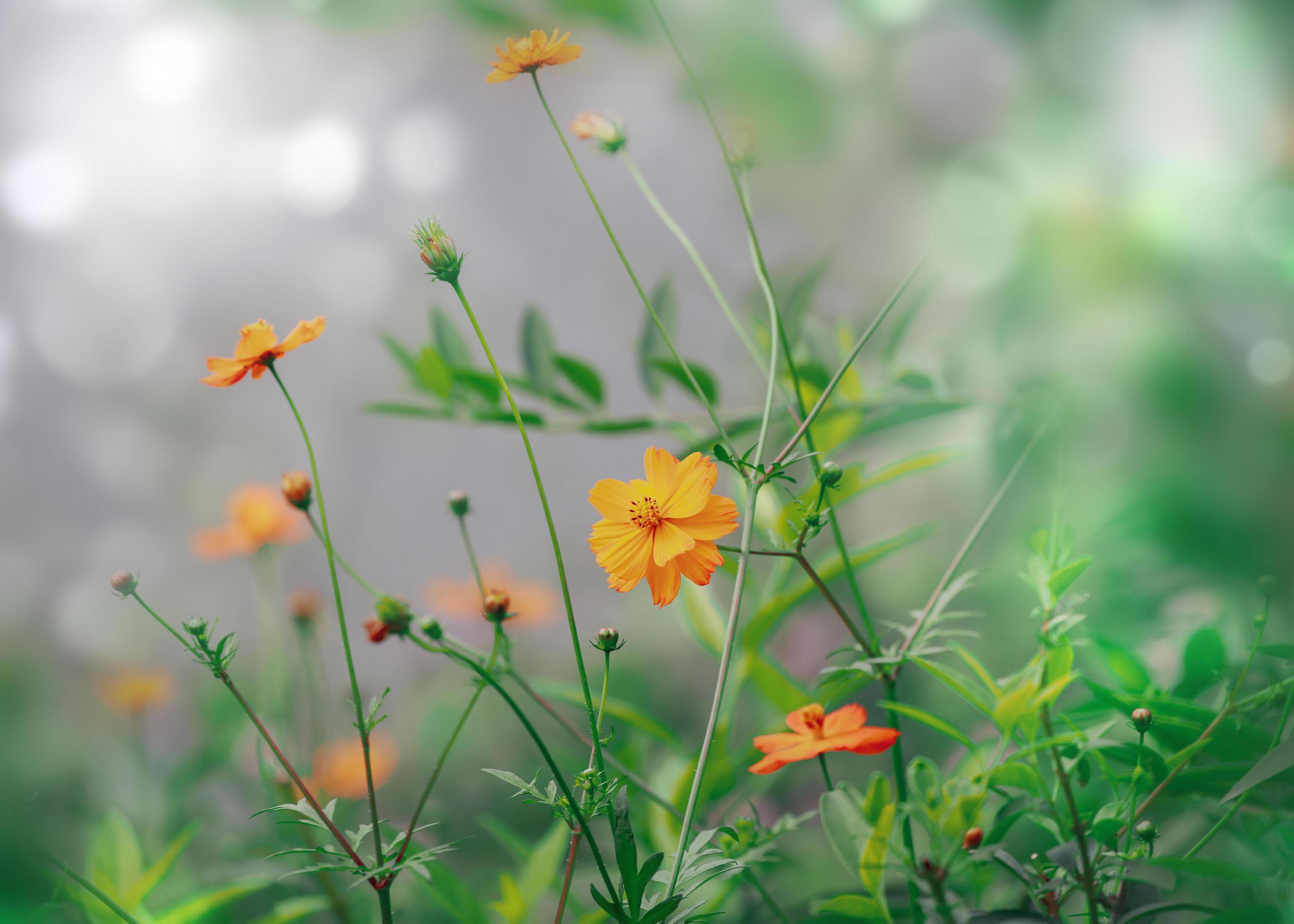 yellow flower peacock grass light effect Stock Free