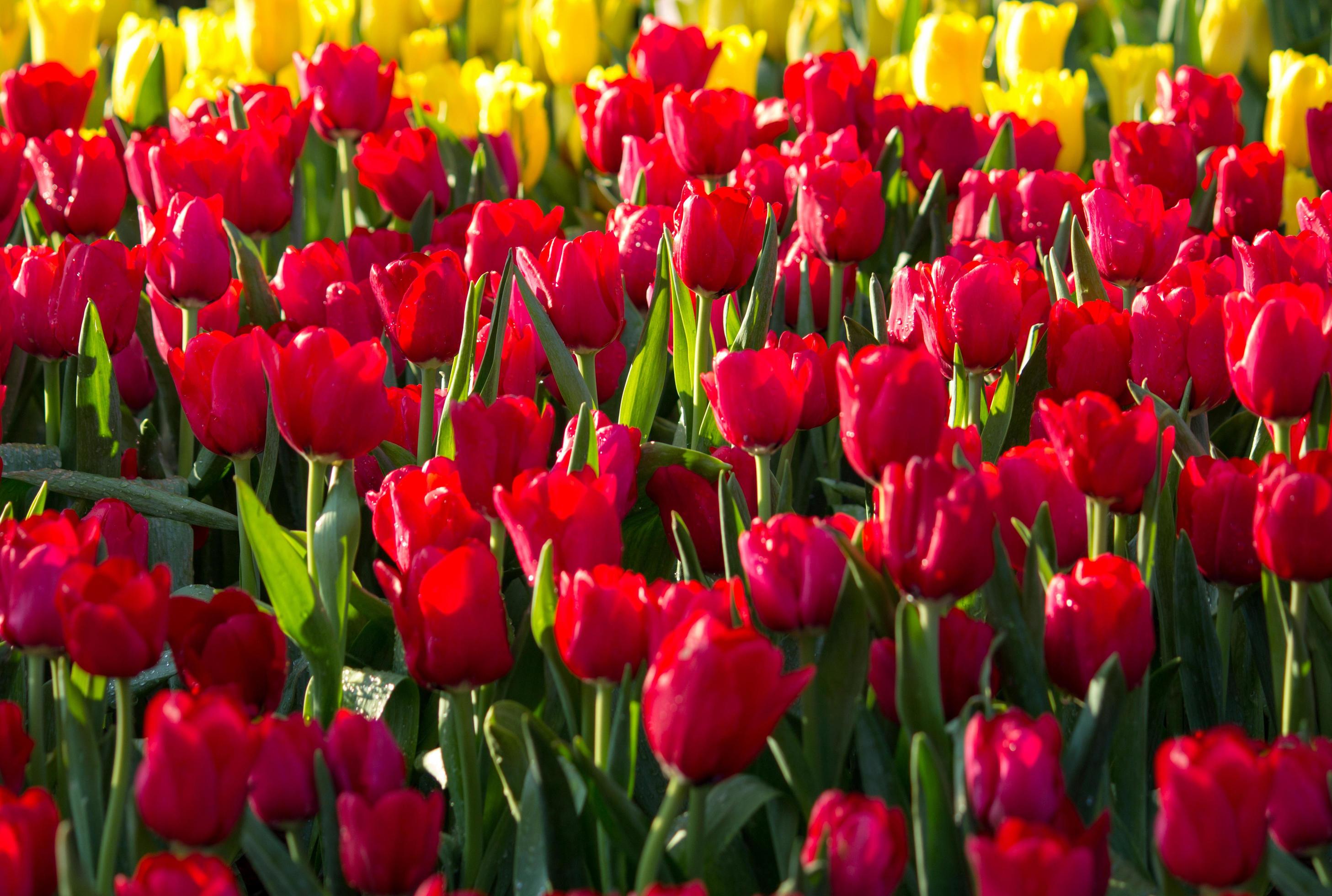 Colorful tulip flower fields blooming in the garden Stock Free